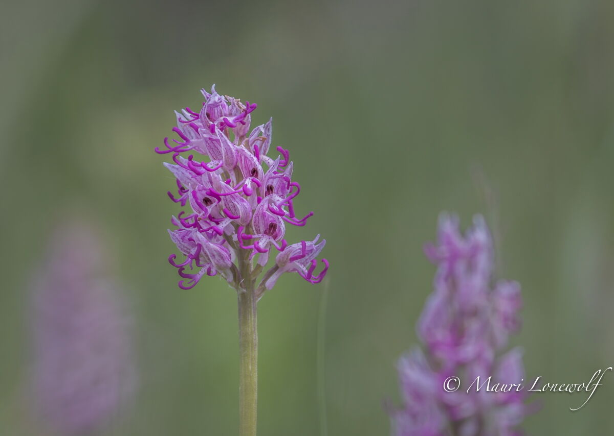Orchis simia