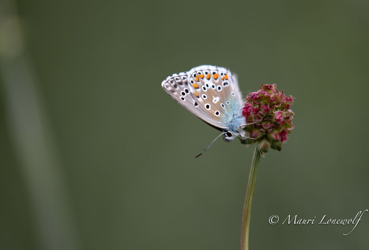 Polyommatus icarus