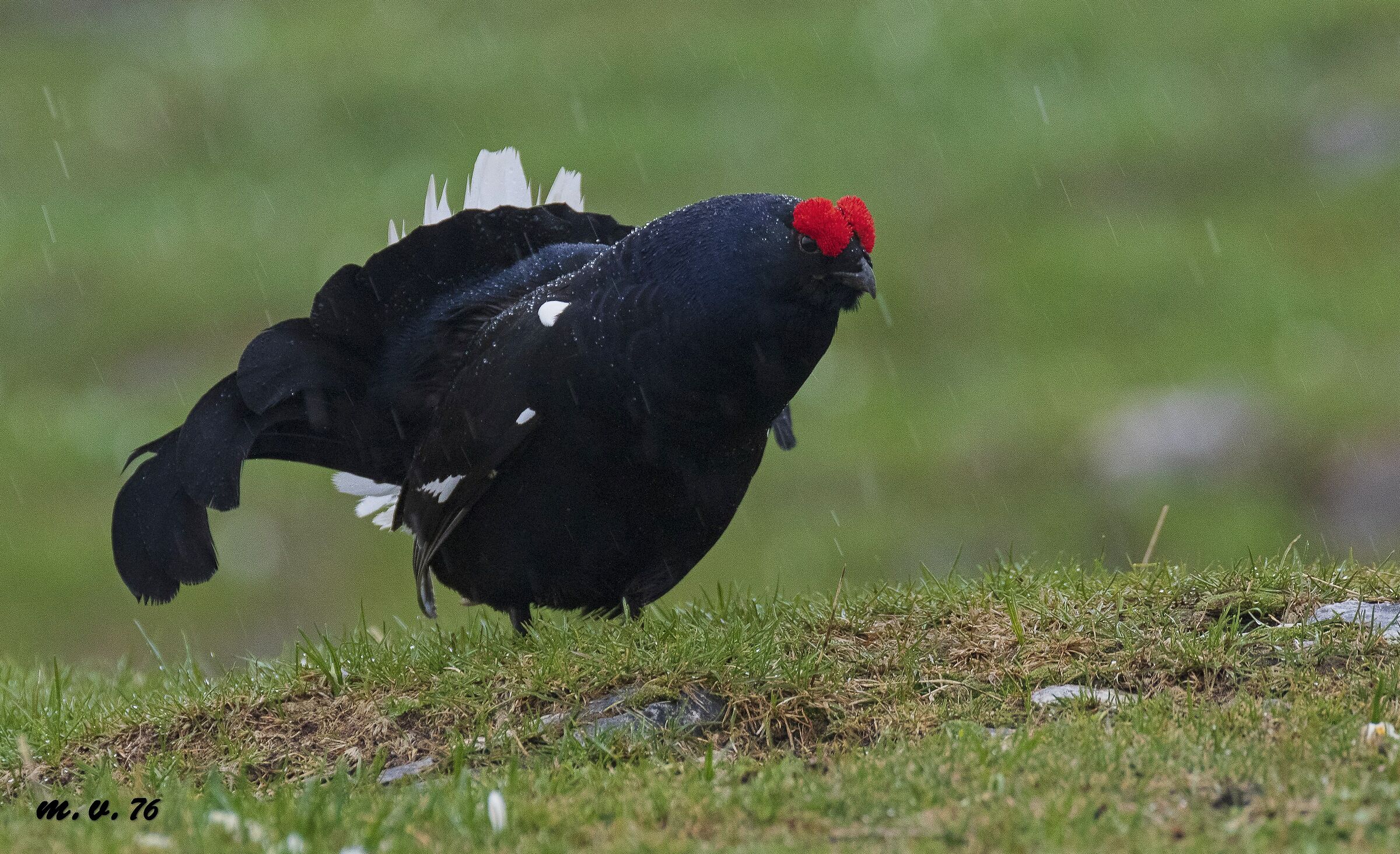 Black groin-gallus-Lyrurus Tetrix
