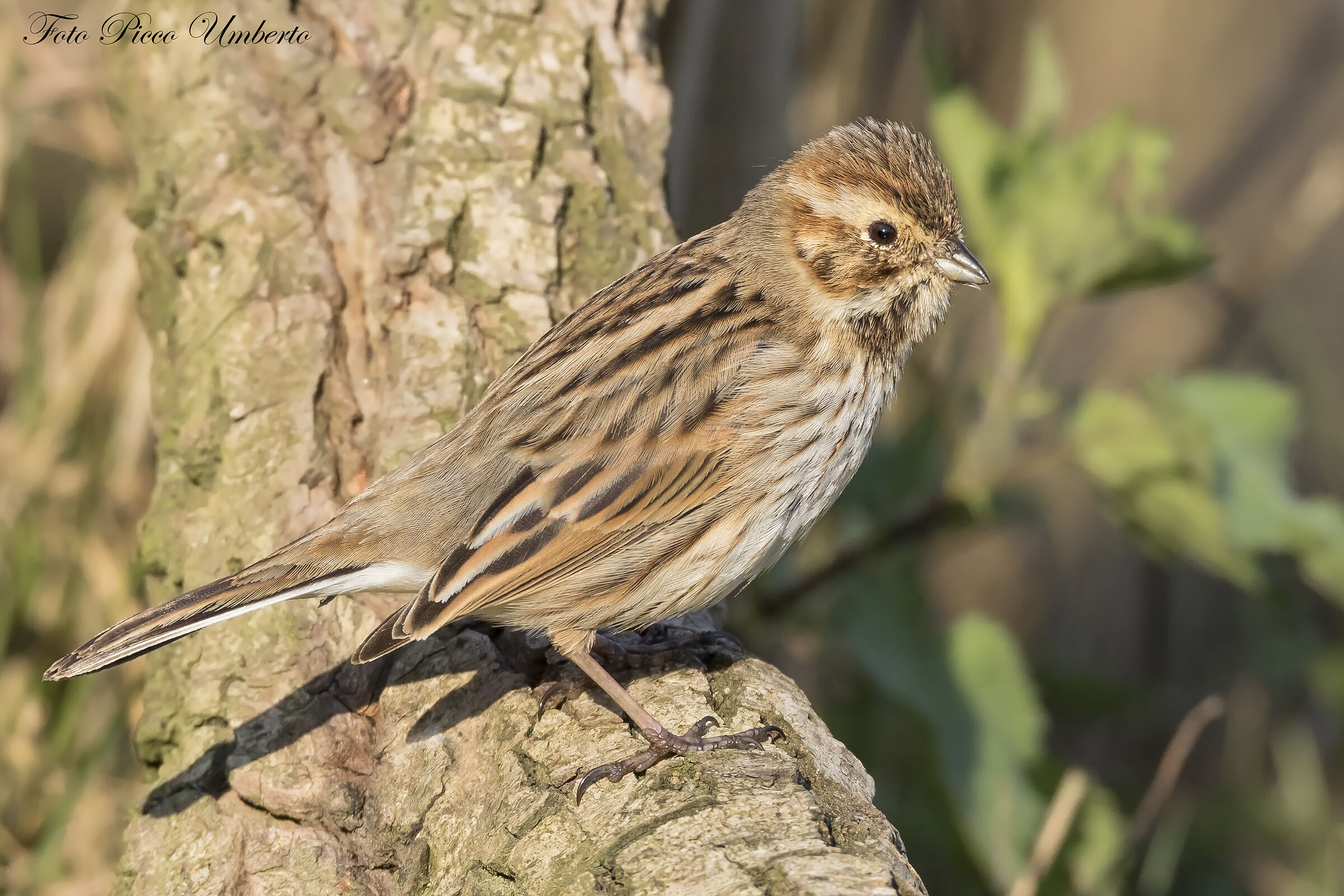 migliarino di palude