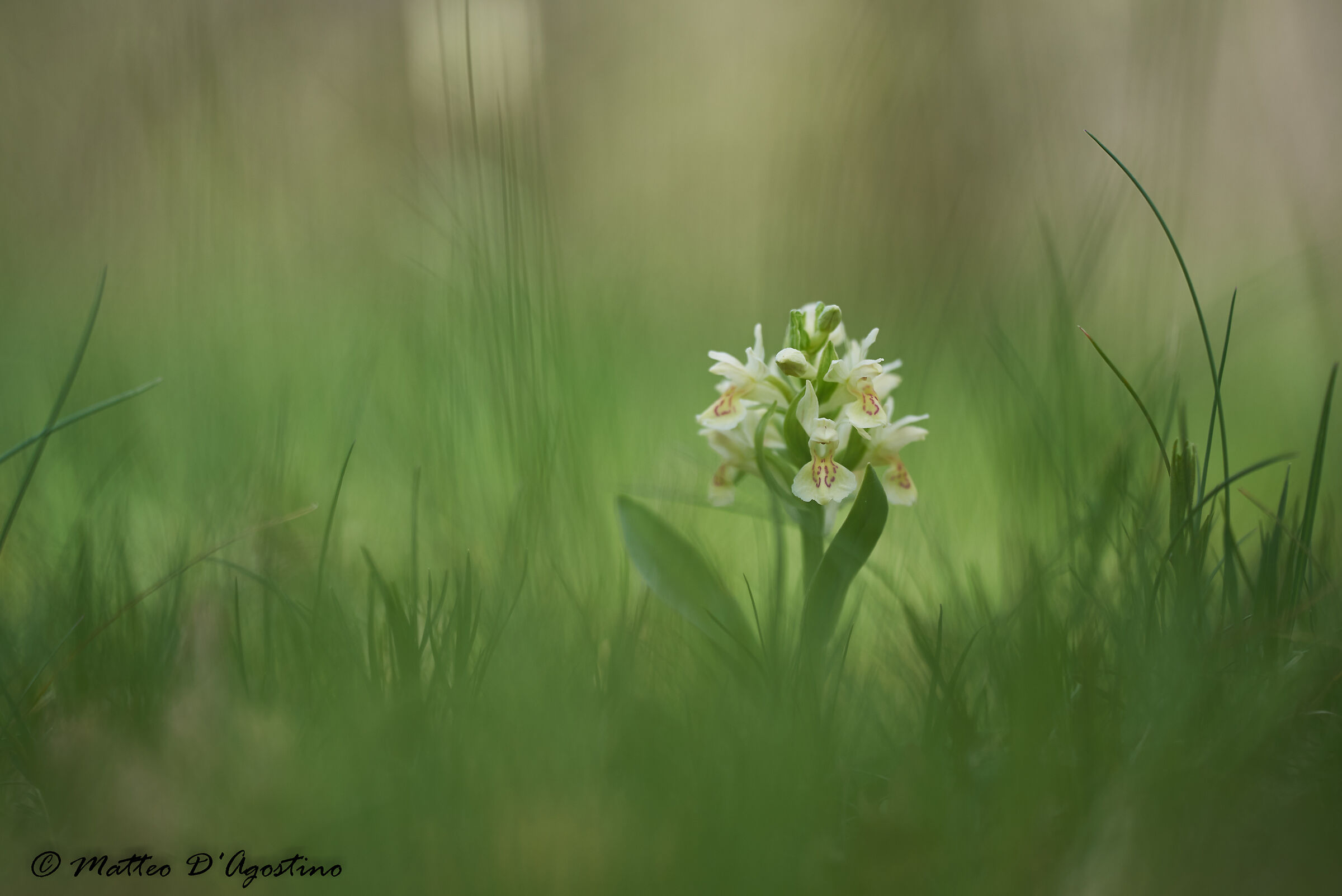 Dactylorhiza sambucina