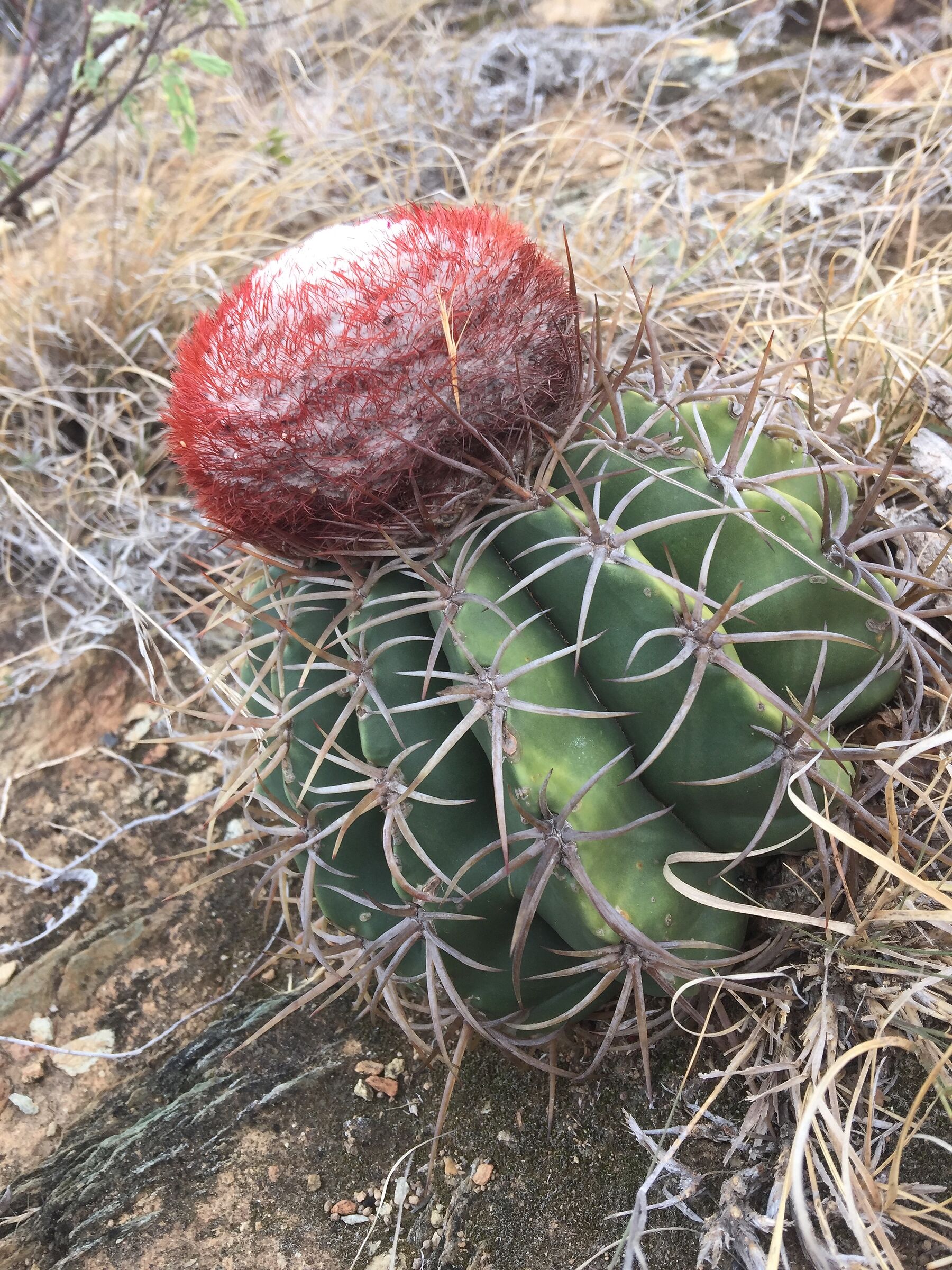 Cactus with edible fruit