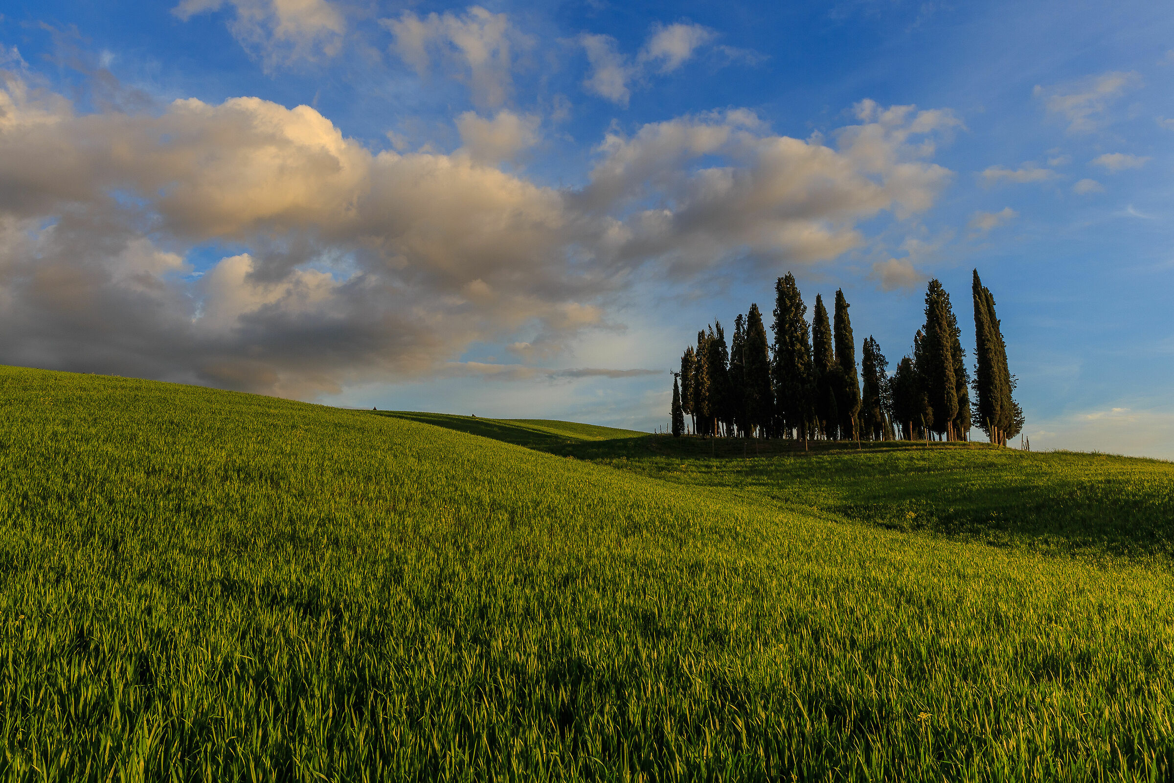 Island of cypress trees in the green sea