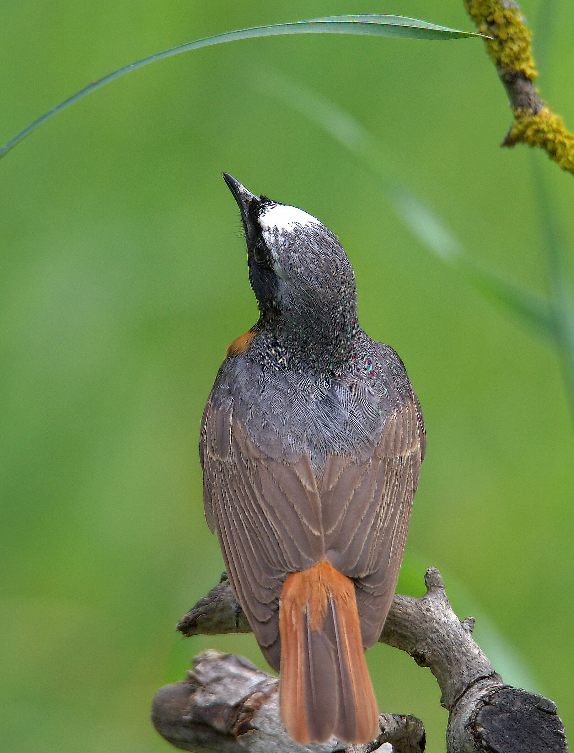 Male Common Redlight
