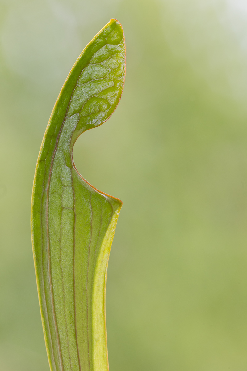 Sarracenia oreophila ...