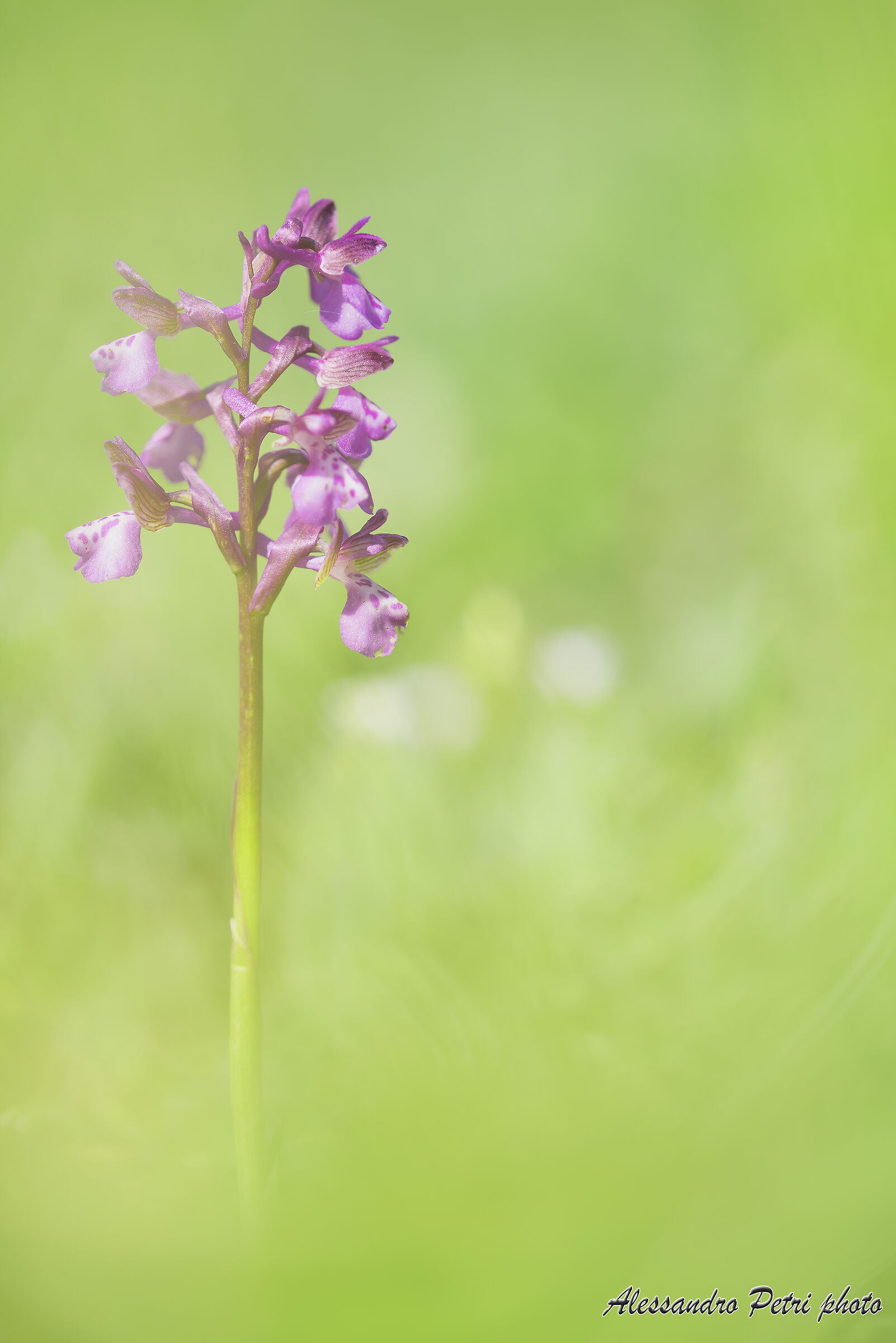 Anacamptis Morio