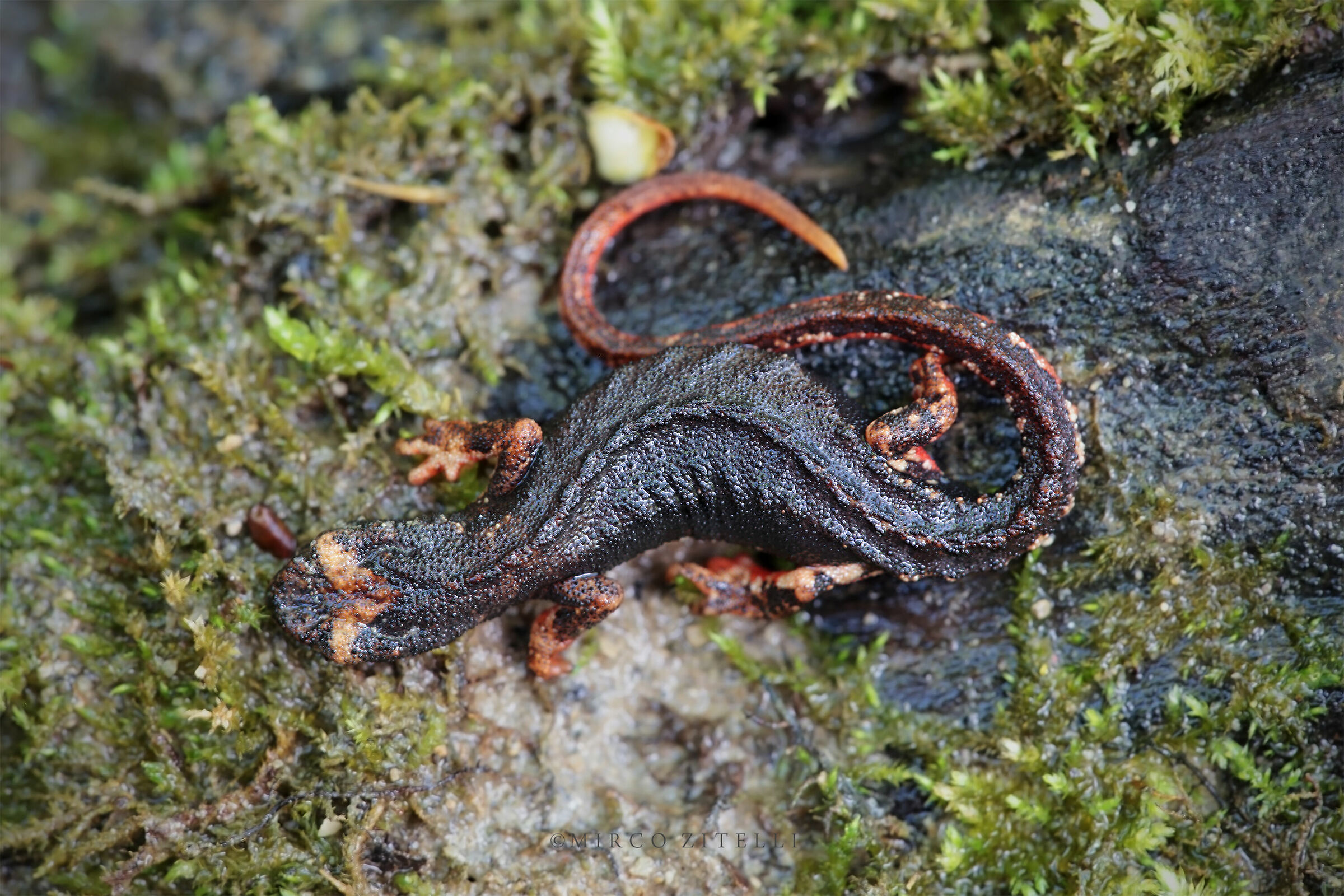 Salamandrina of Savi