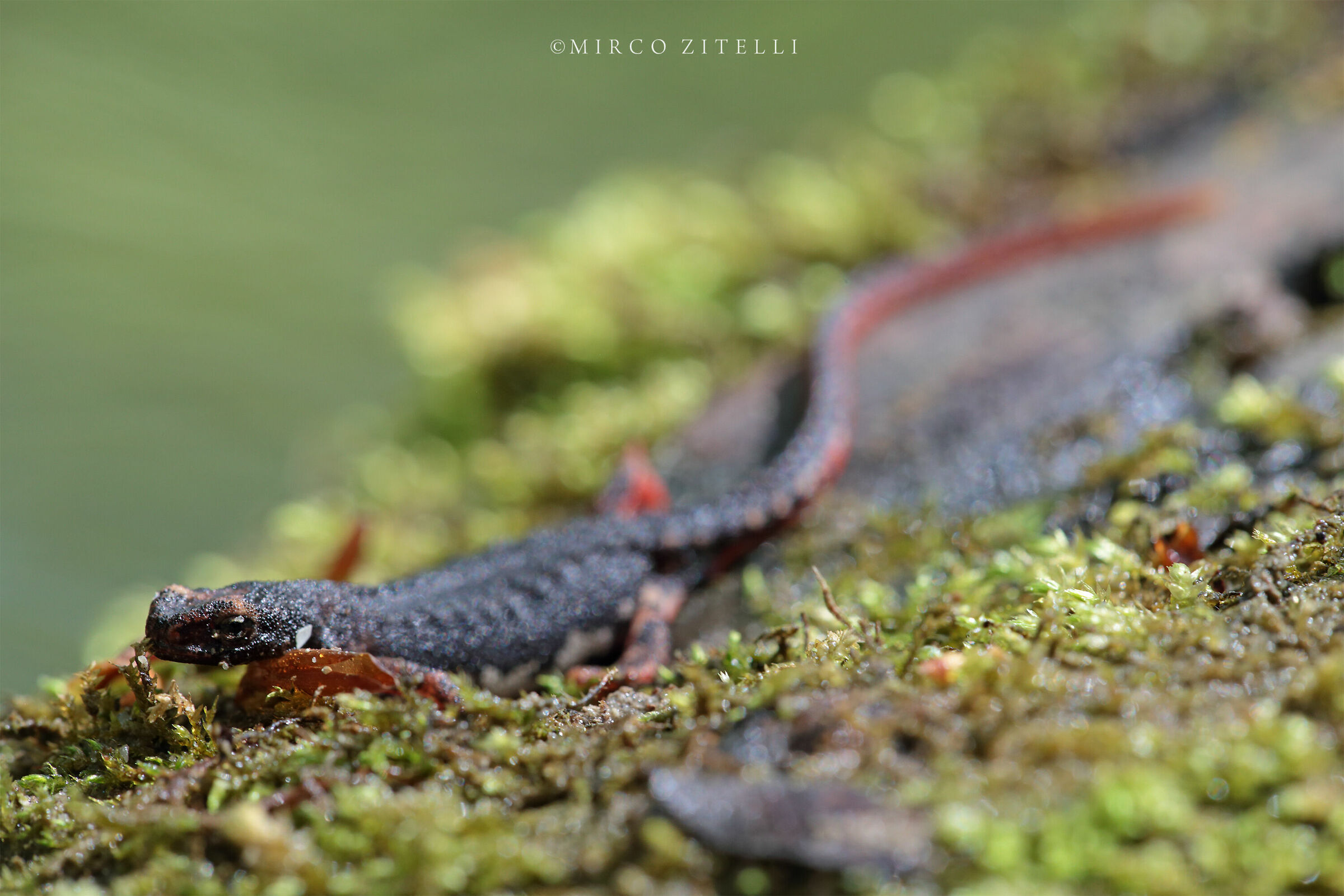 Salamandrina of Savi