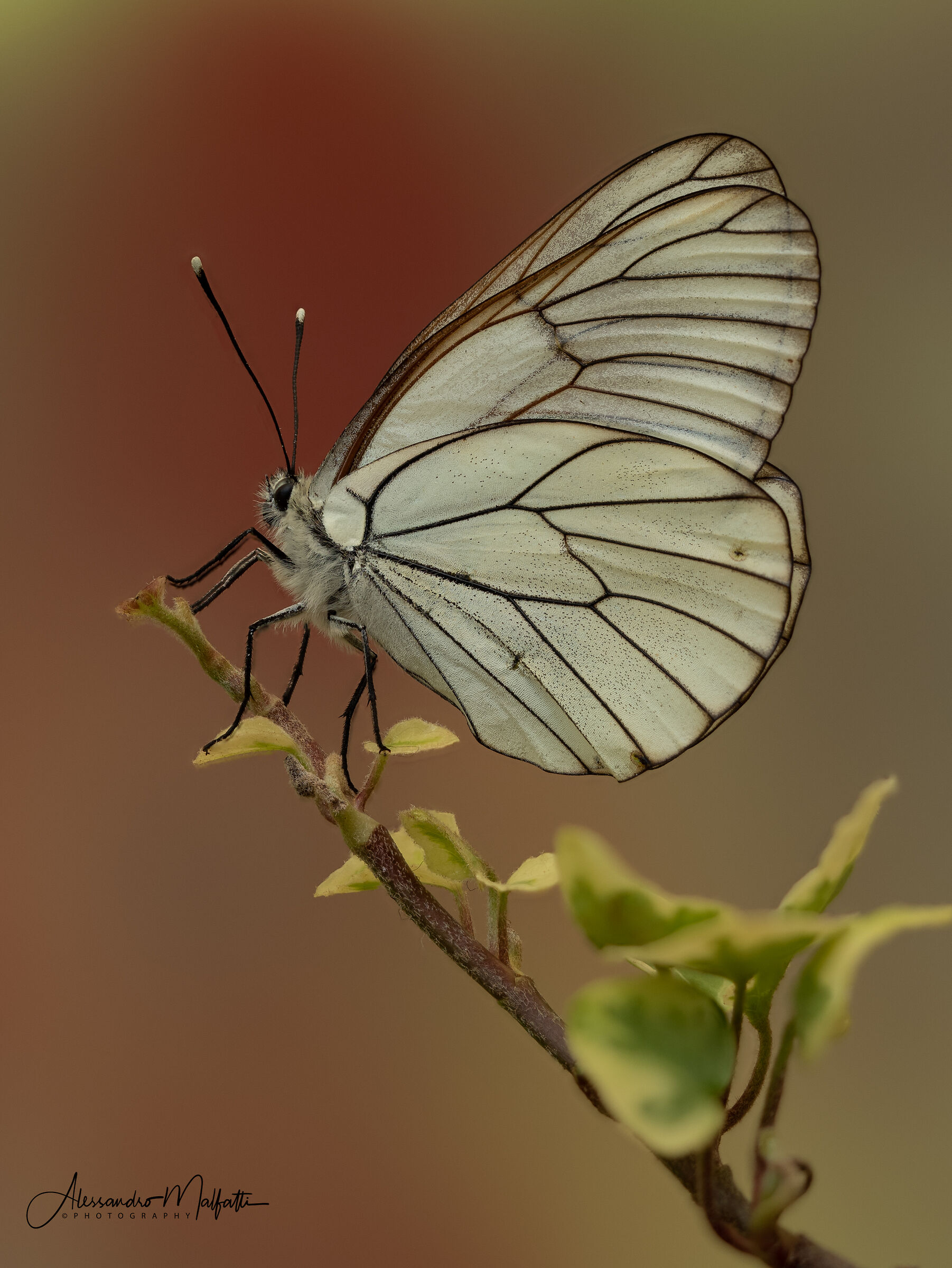 Aporia