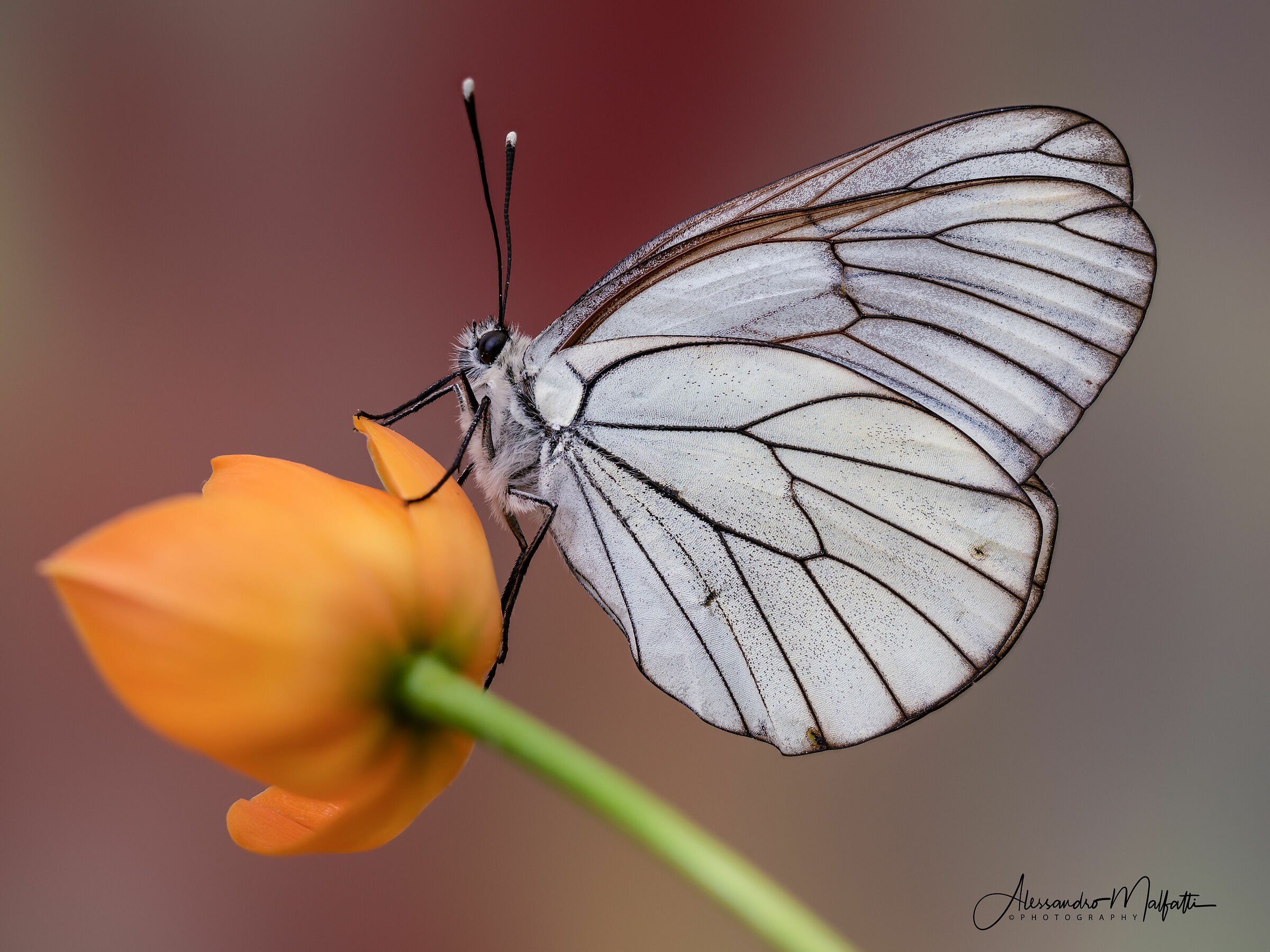 Aporia