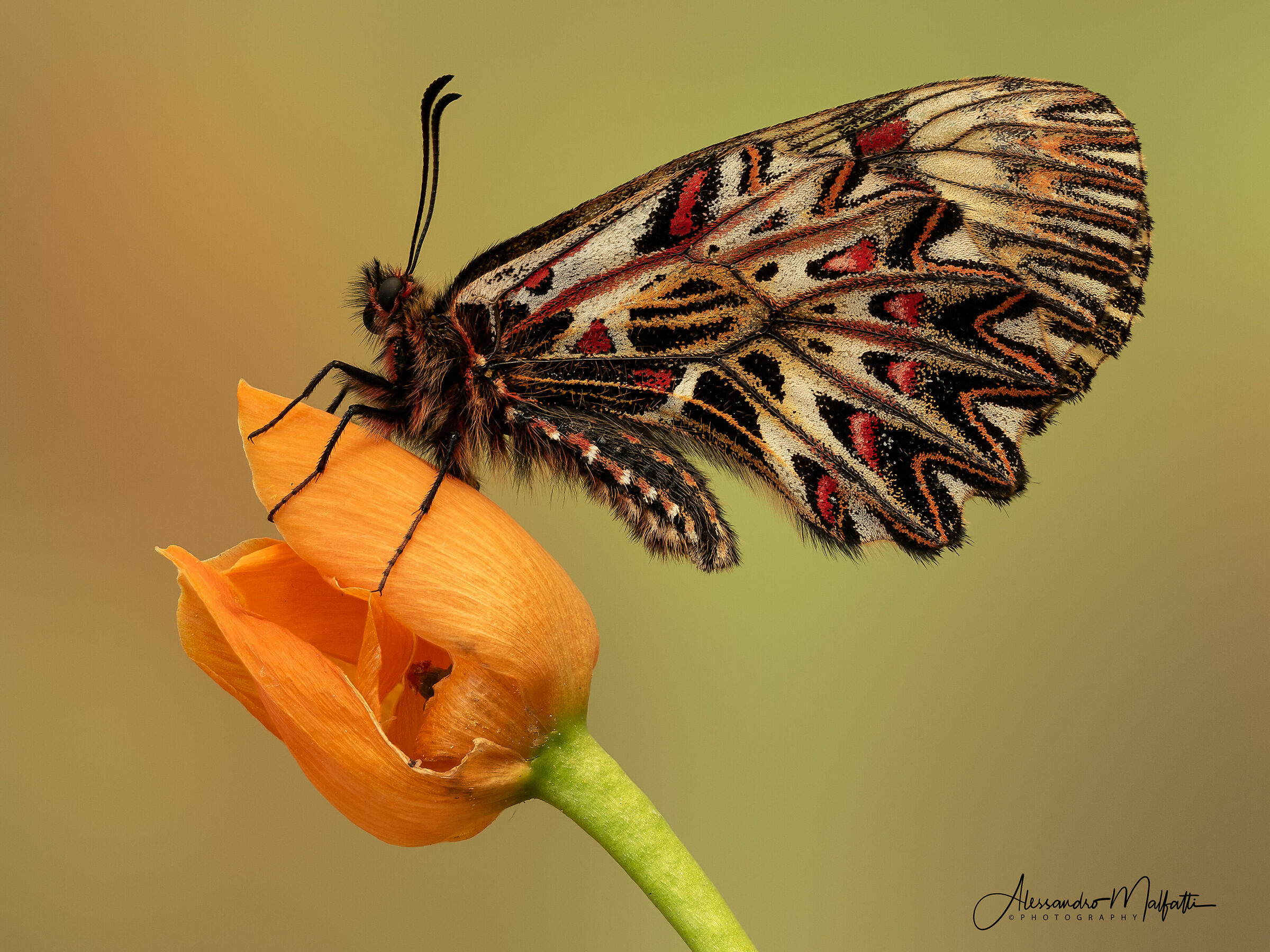 Zerynthia Polyxena