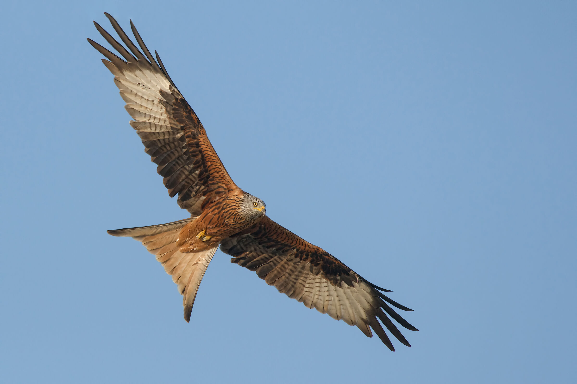 Royal Kite (Milvus Milvus)