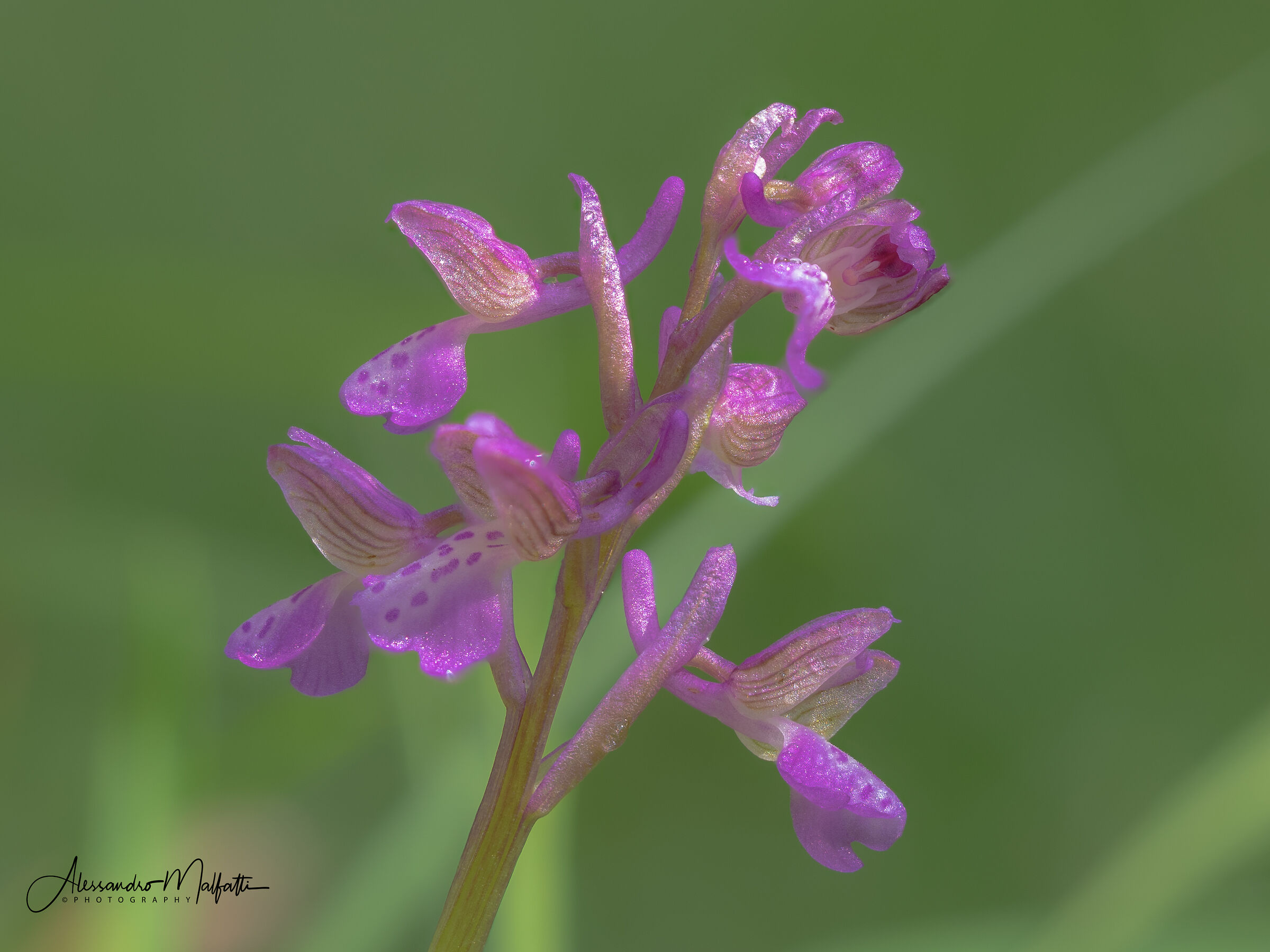 Orchidea Minore Anacamptis morio