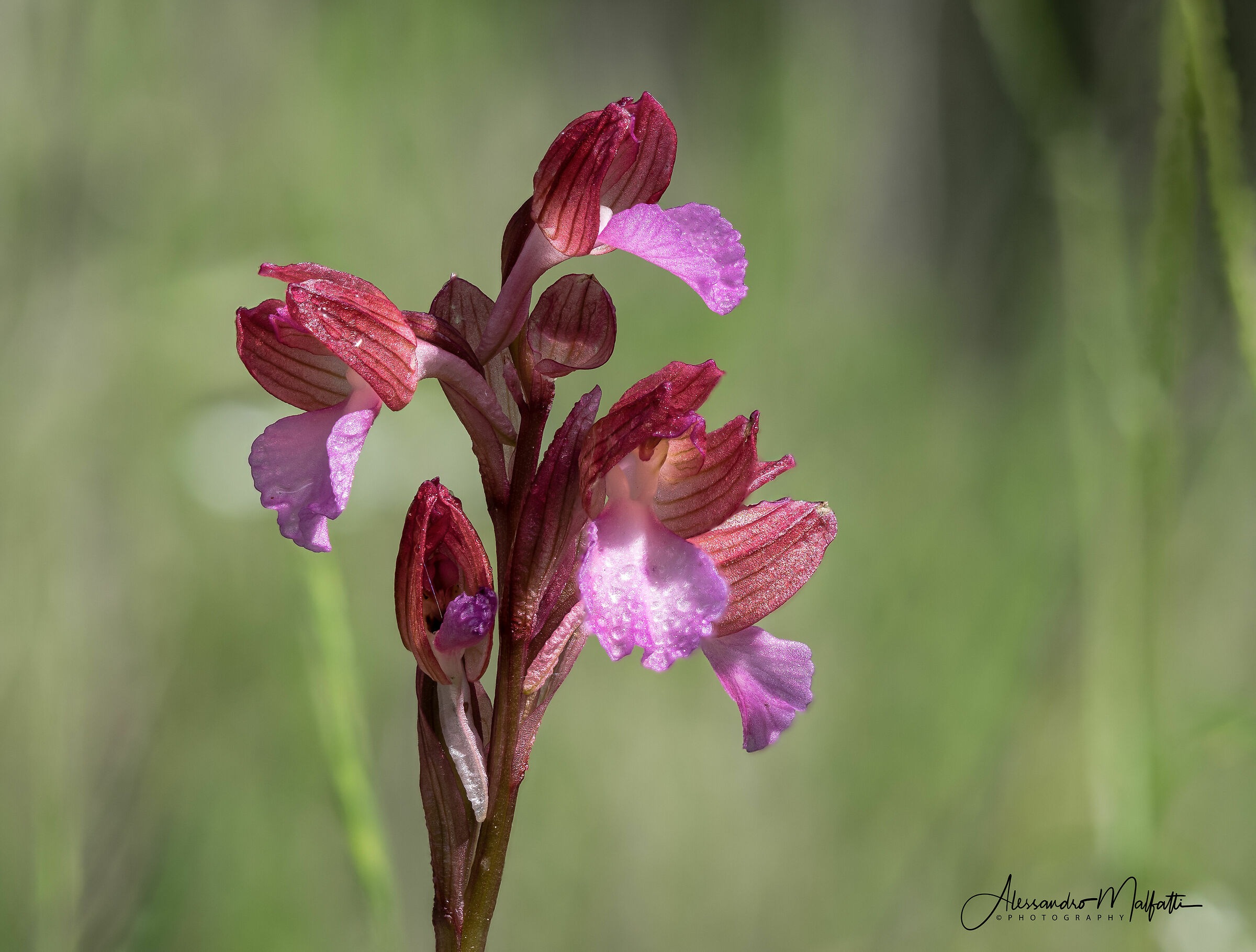 Orchidea Farfalla Anacamptis papilionacea