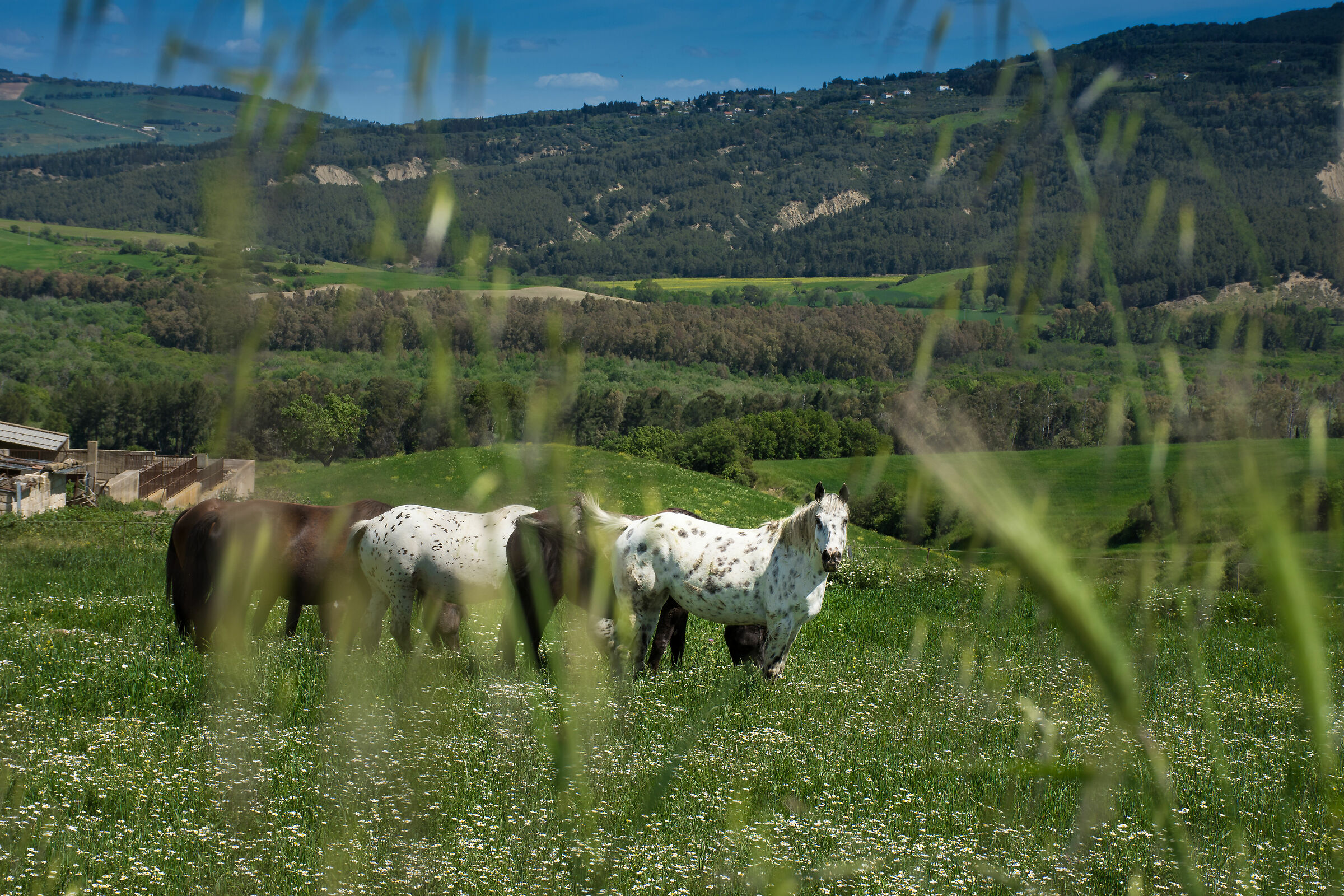 Cavalli nelle campagne materane