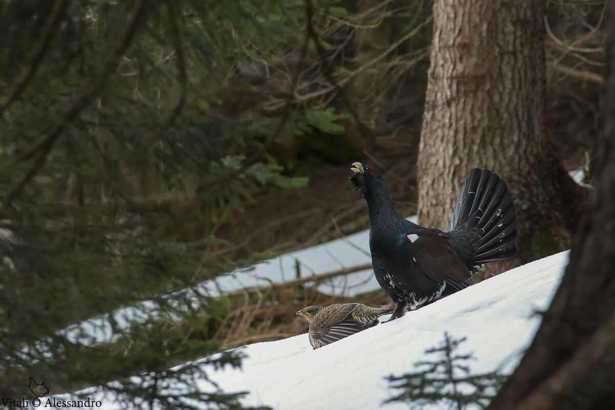 Madam and Mr. Cedrone....