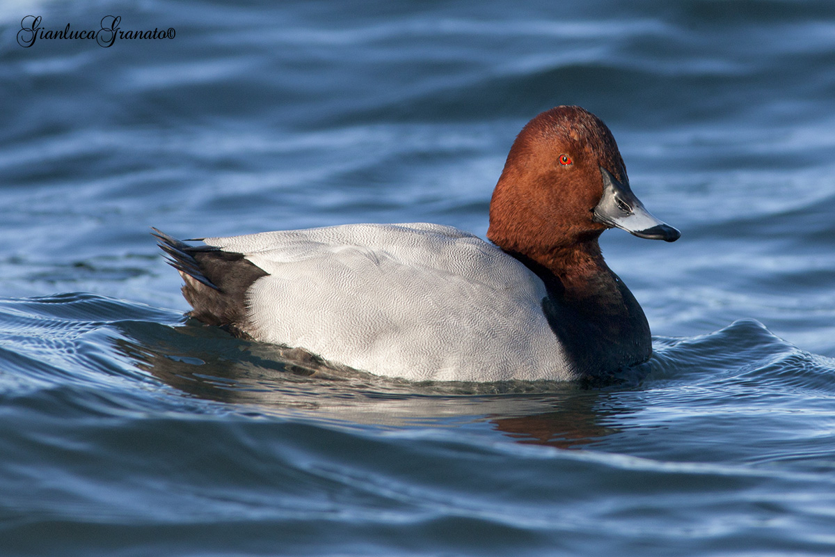 Pochard