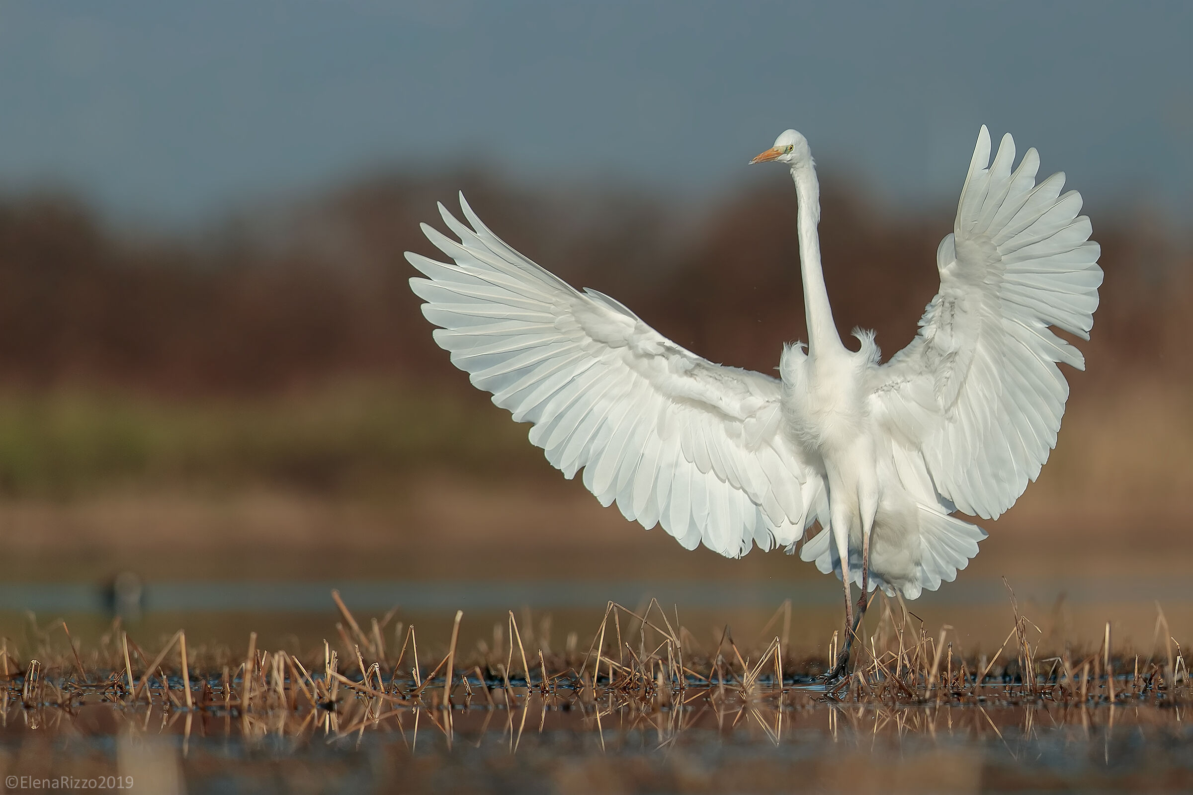 Airone bianco maggiore