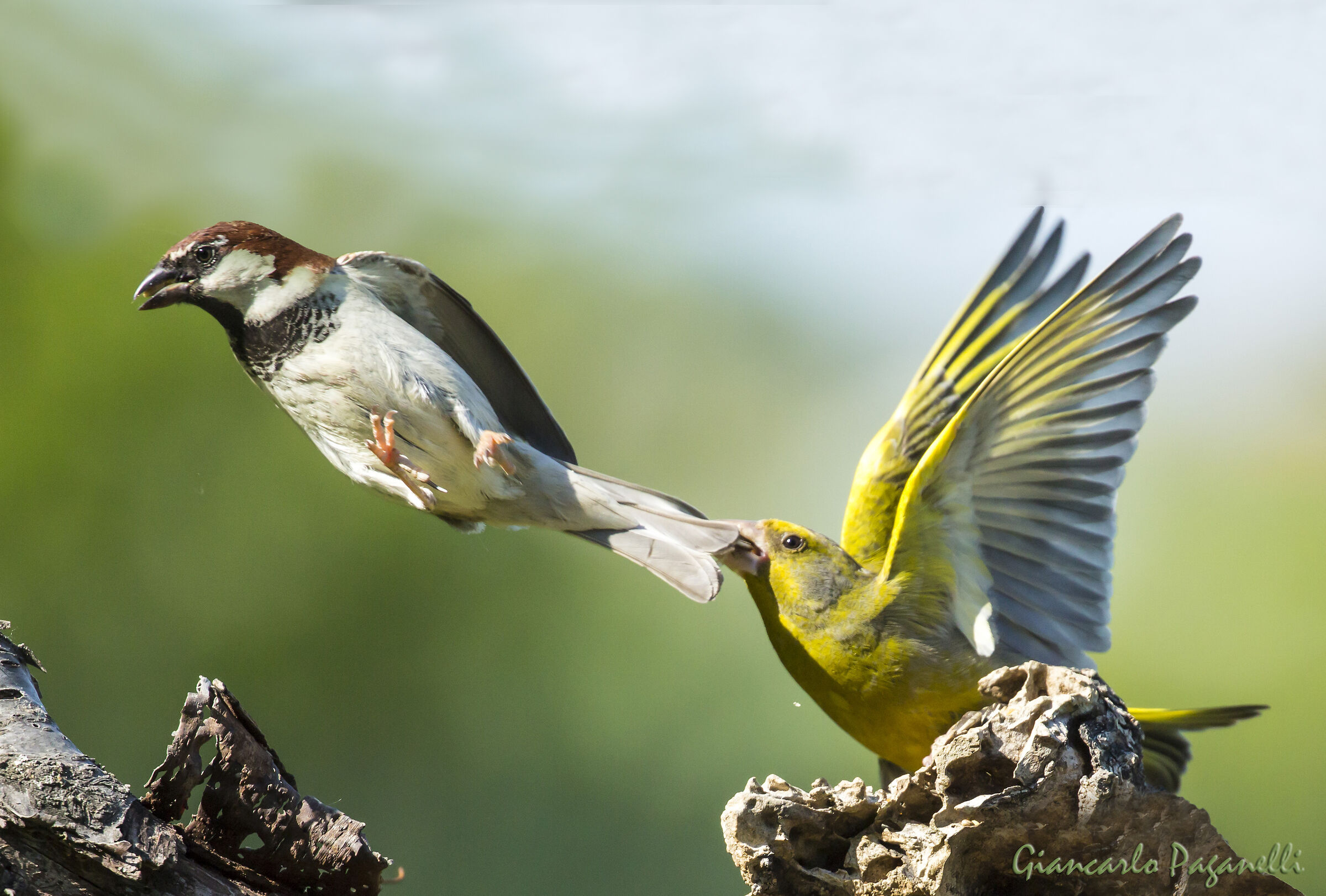 Verdone scaccia Passero