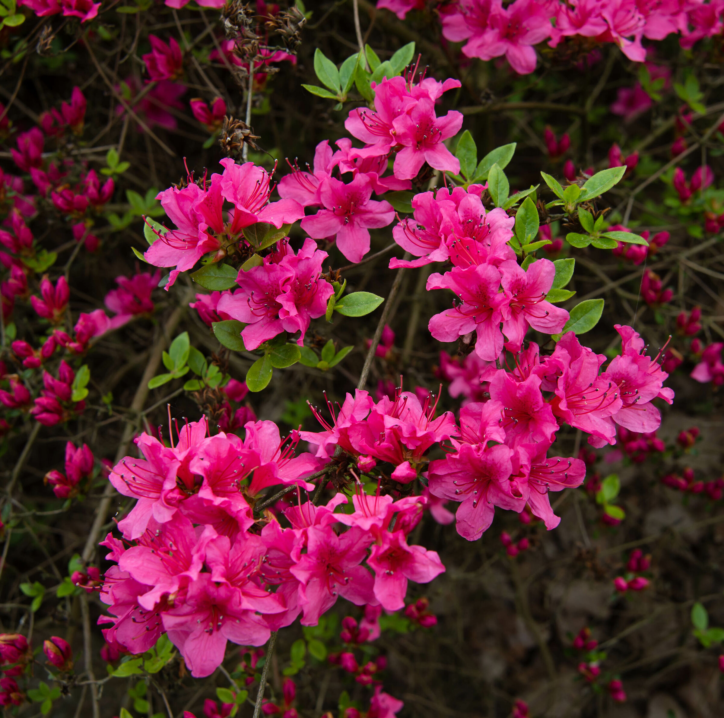 Il giardino botanico, Varsavia