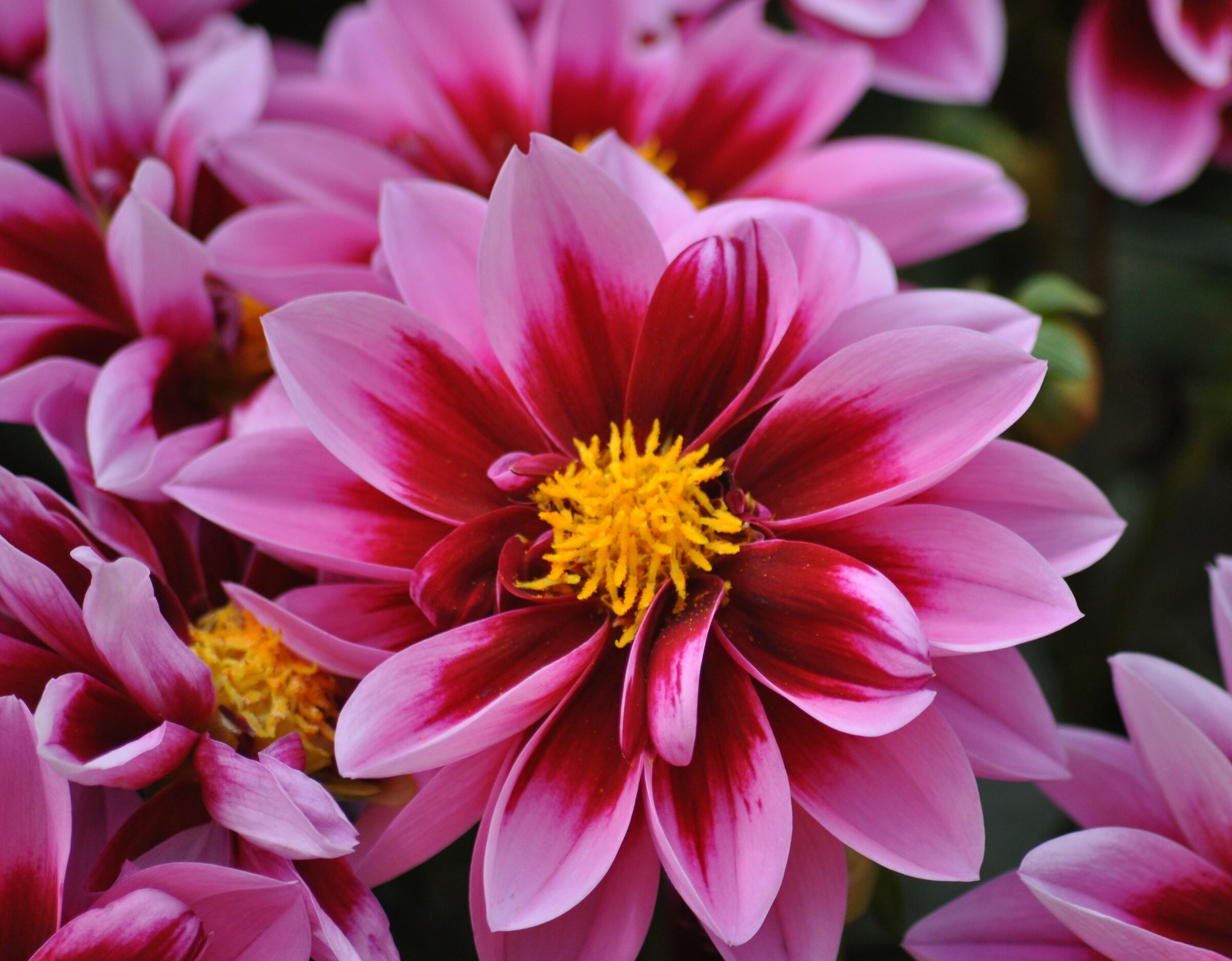 dalia - da Cavour in fiore maggio 2019