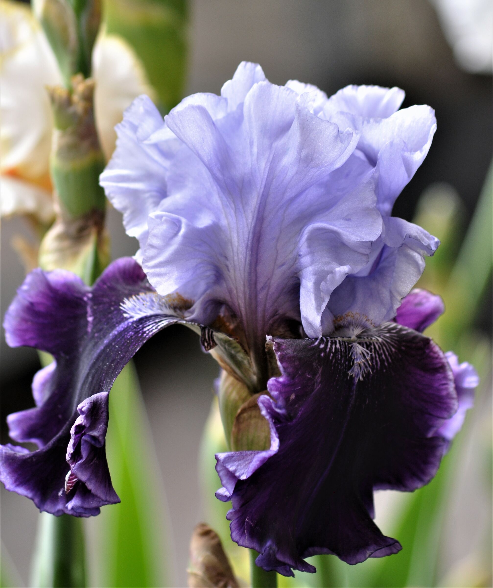 iris - da Cavour in fiore maggio 2019