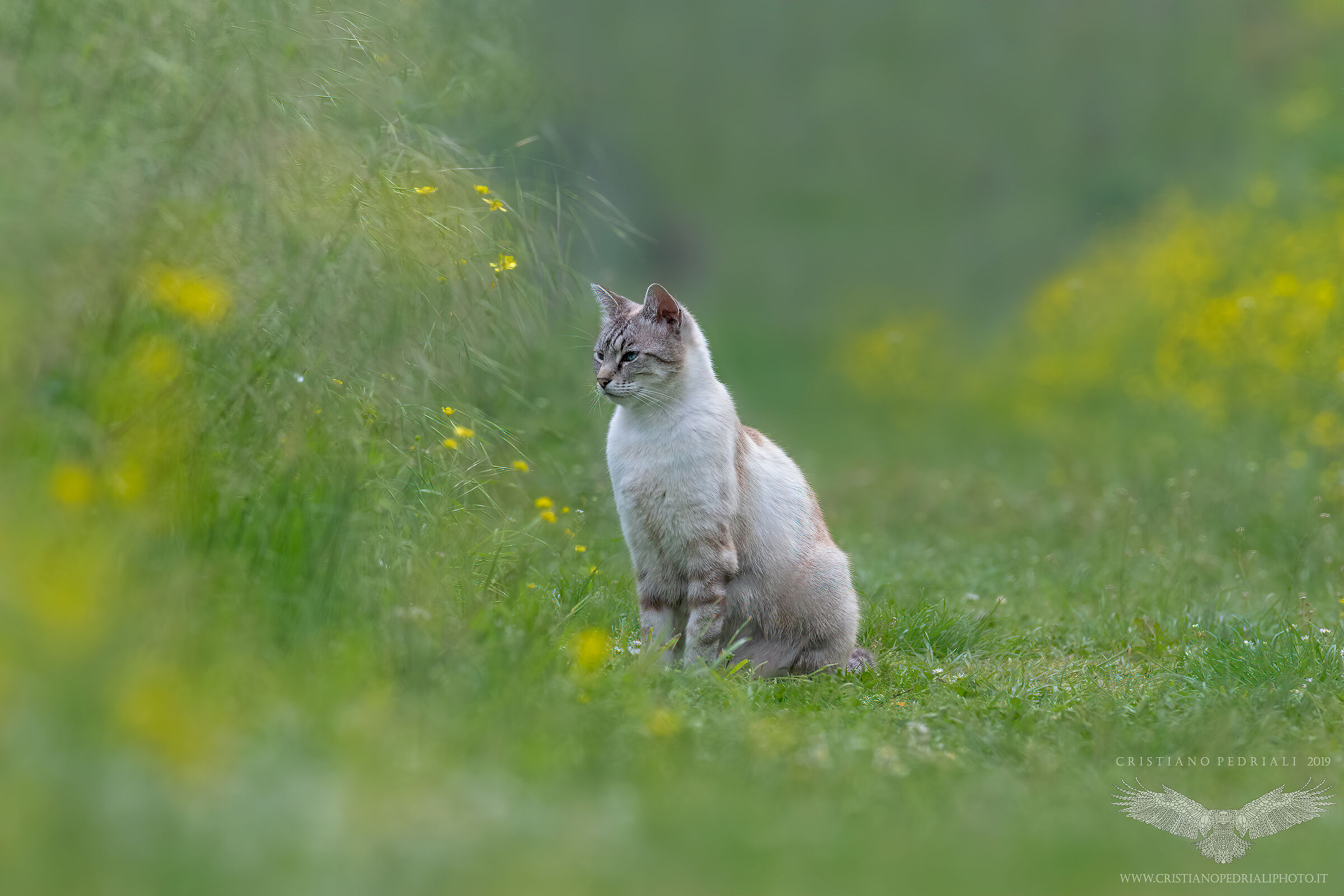 On the avenue of Thoughts....