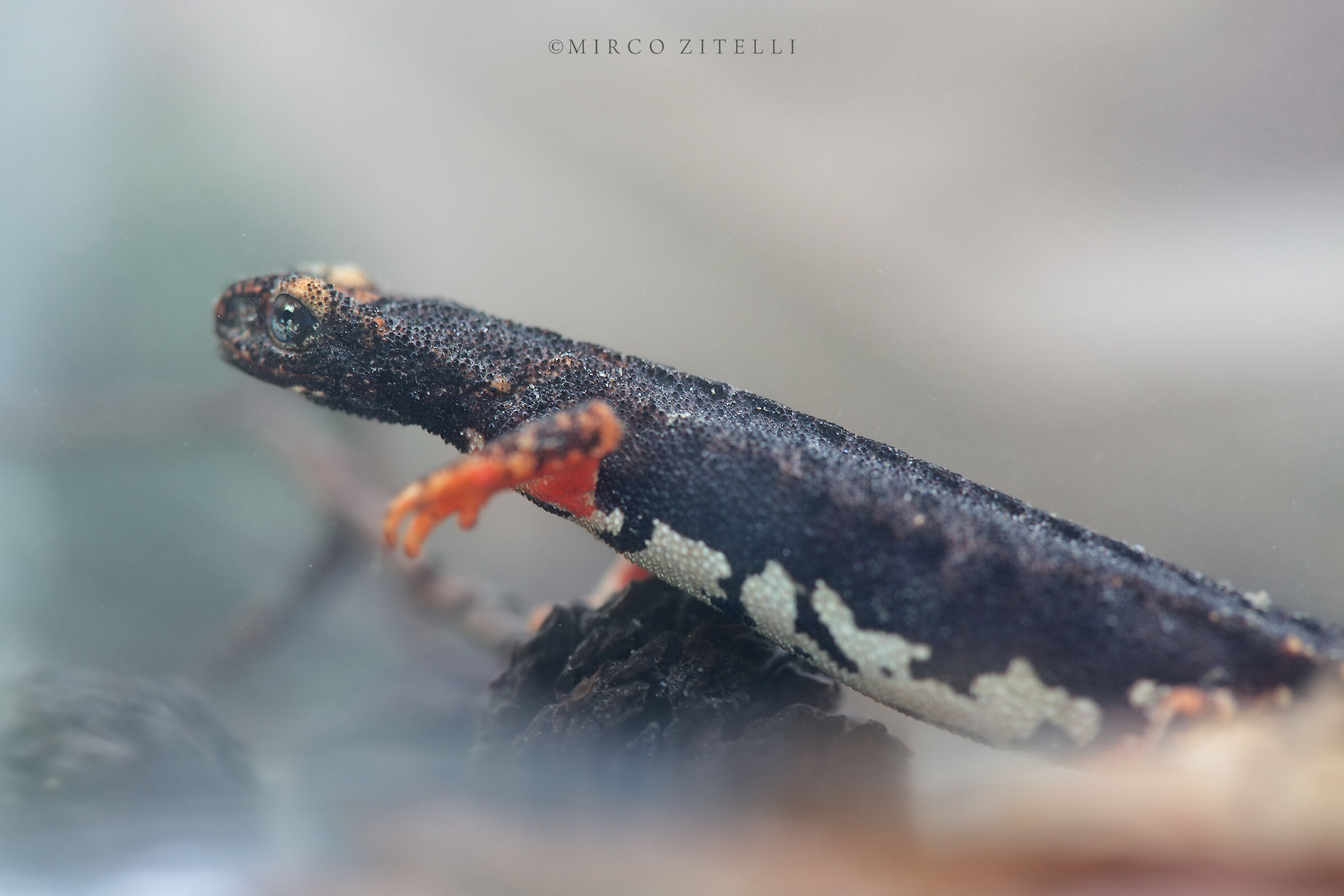 Salamandrina of Savi