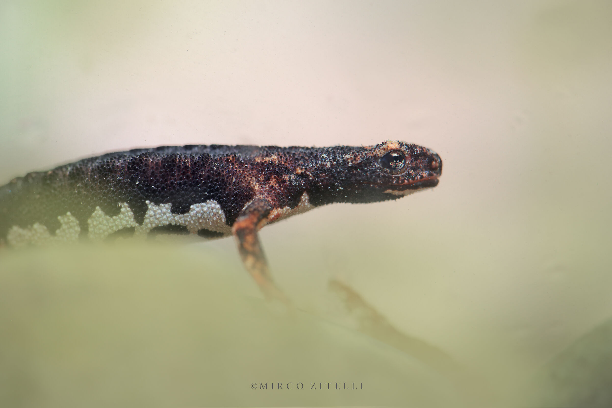 Salamandrina of Savi