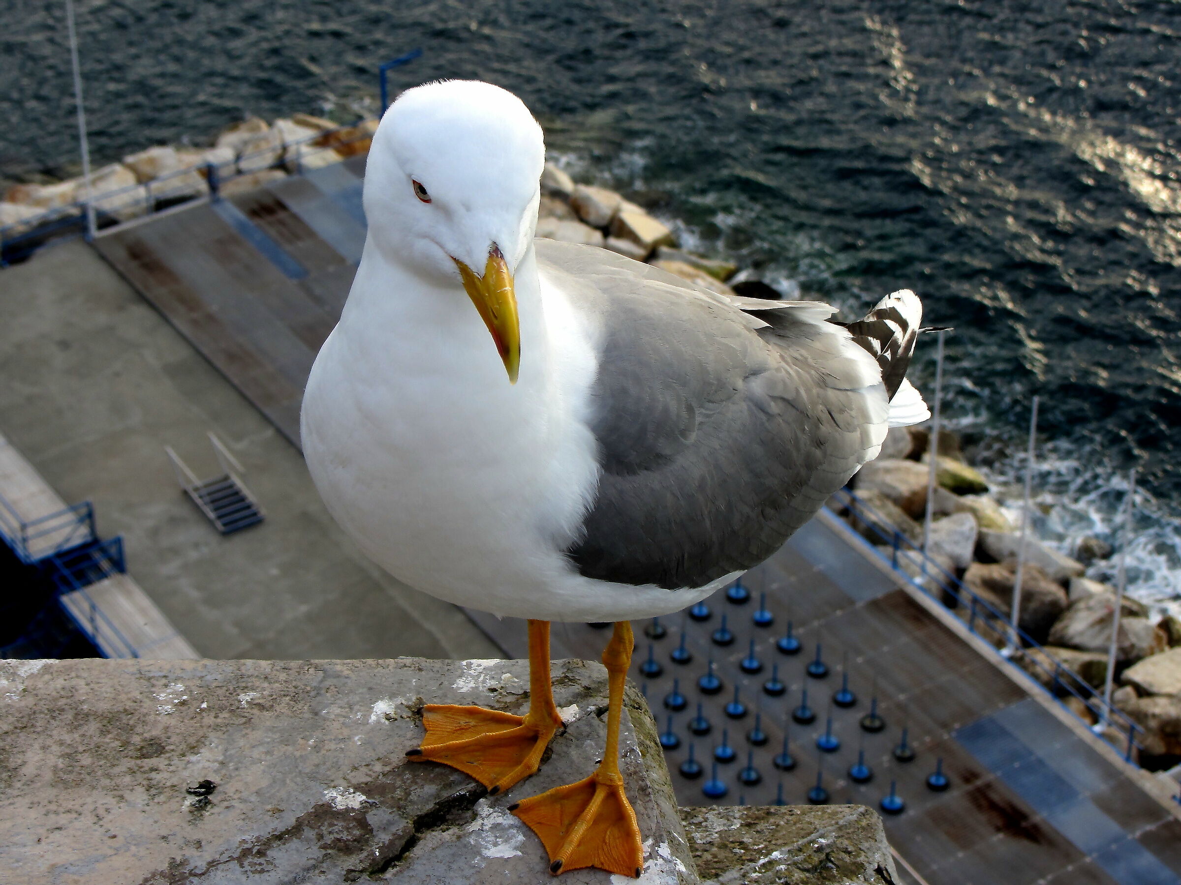 Se ti avvicini, mi butto!