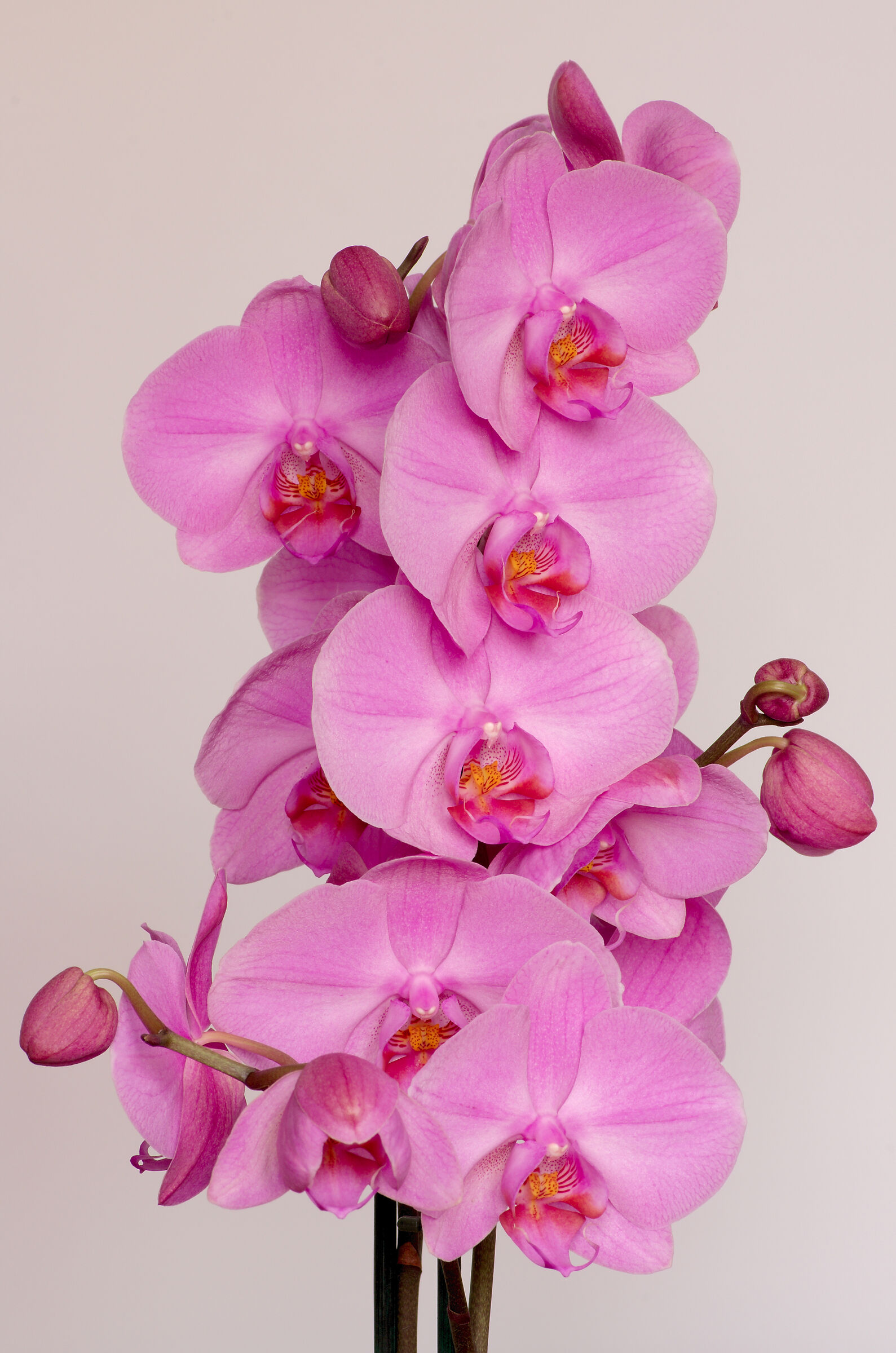 Pink Orchid