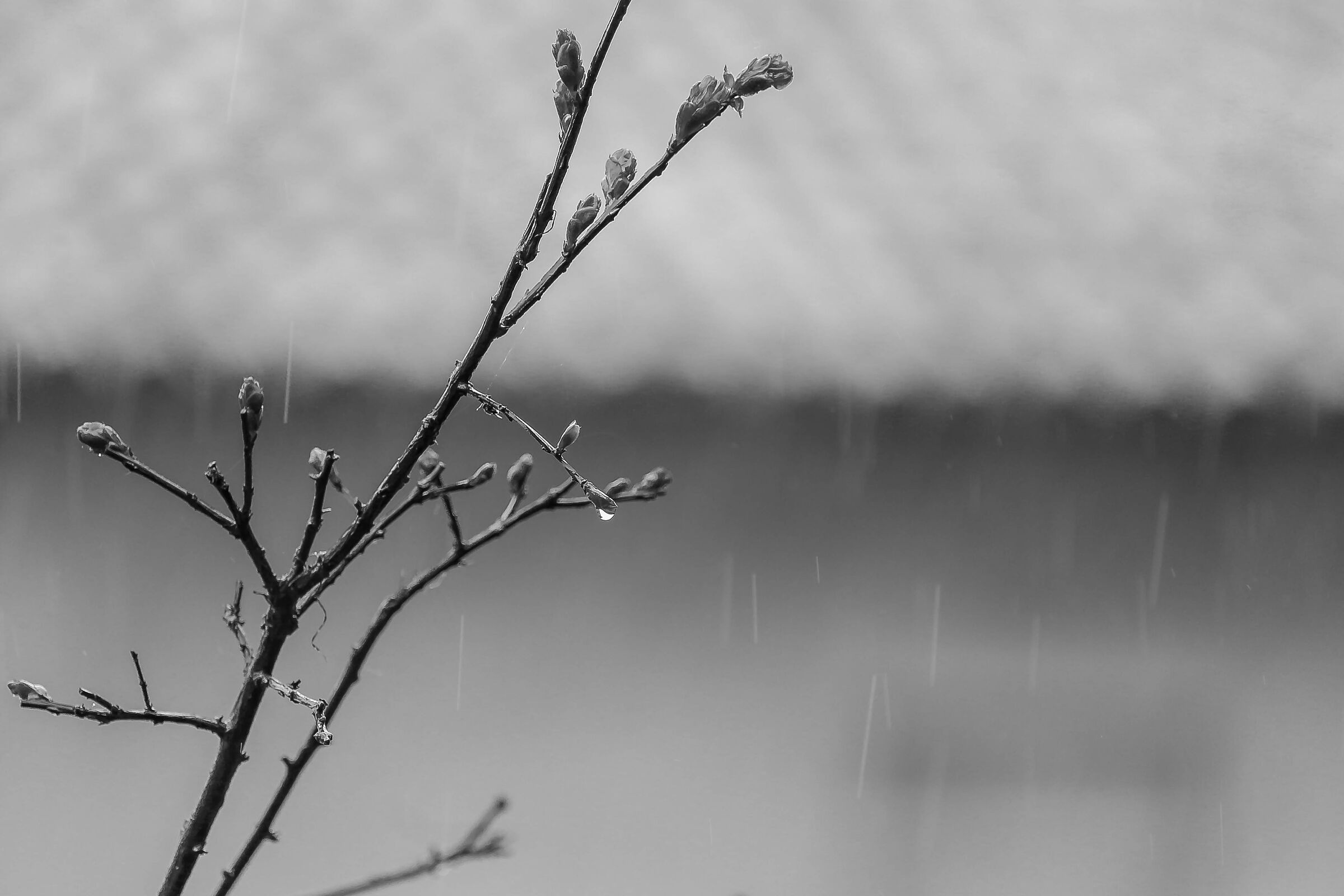 Natura sotto la pioggia
