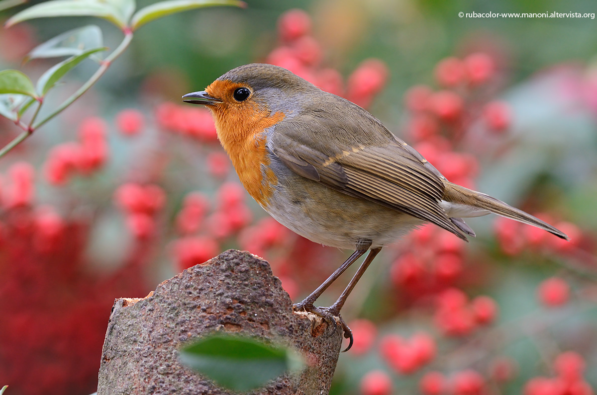 Un pettirosso nel rosso