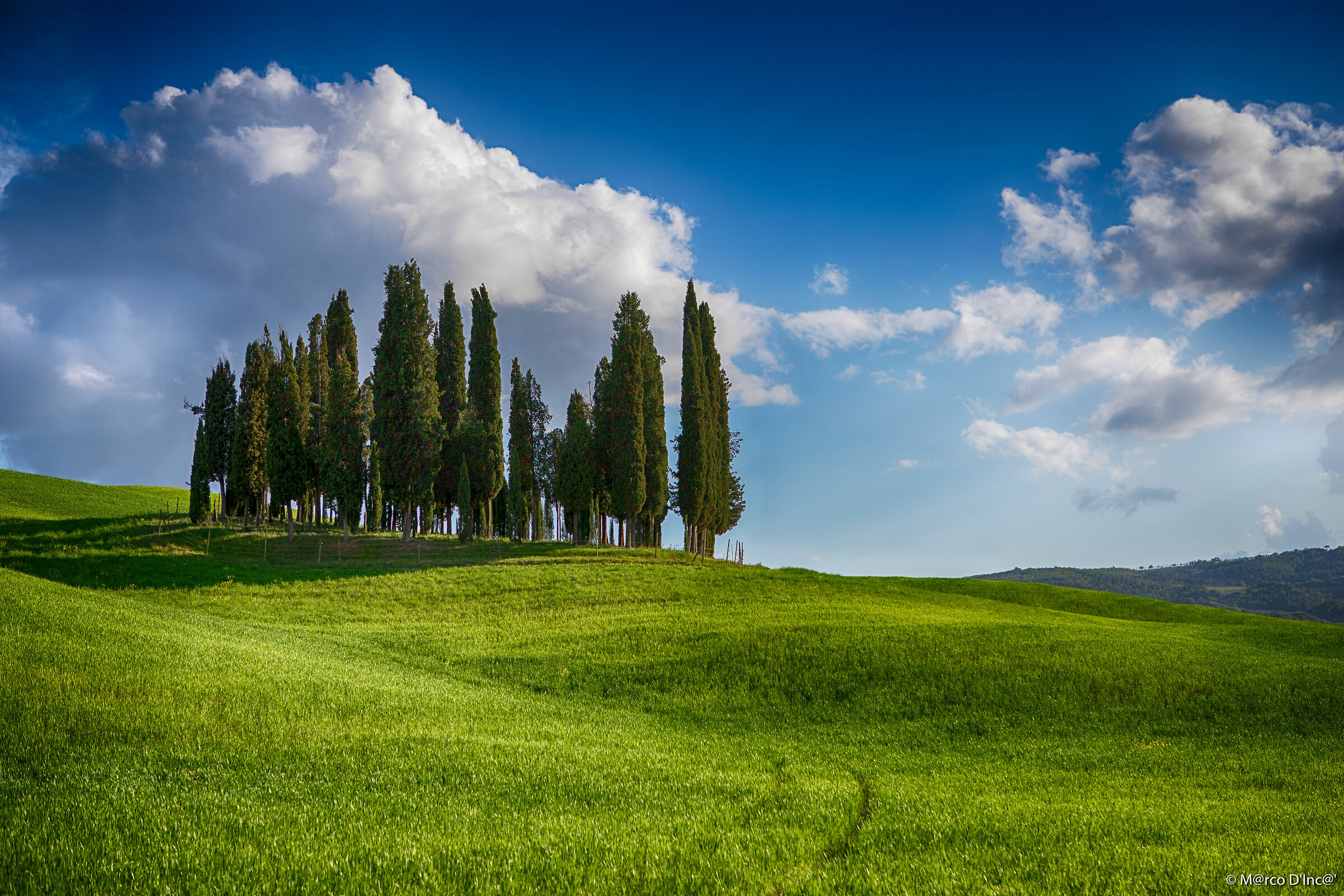 Cypresses