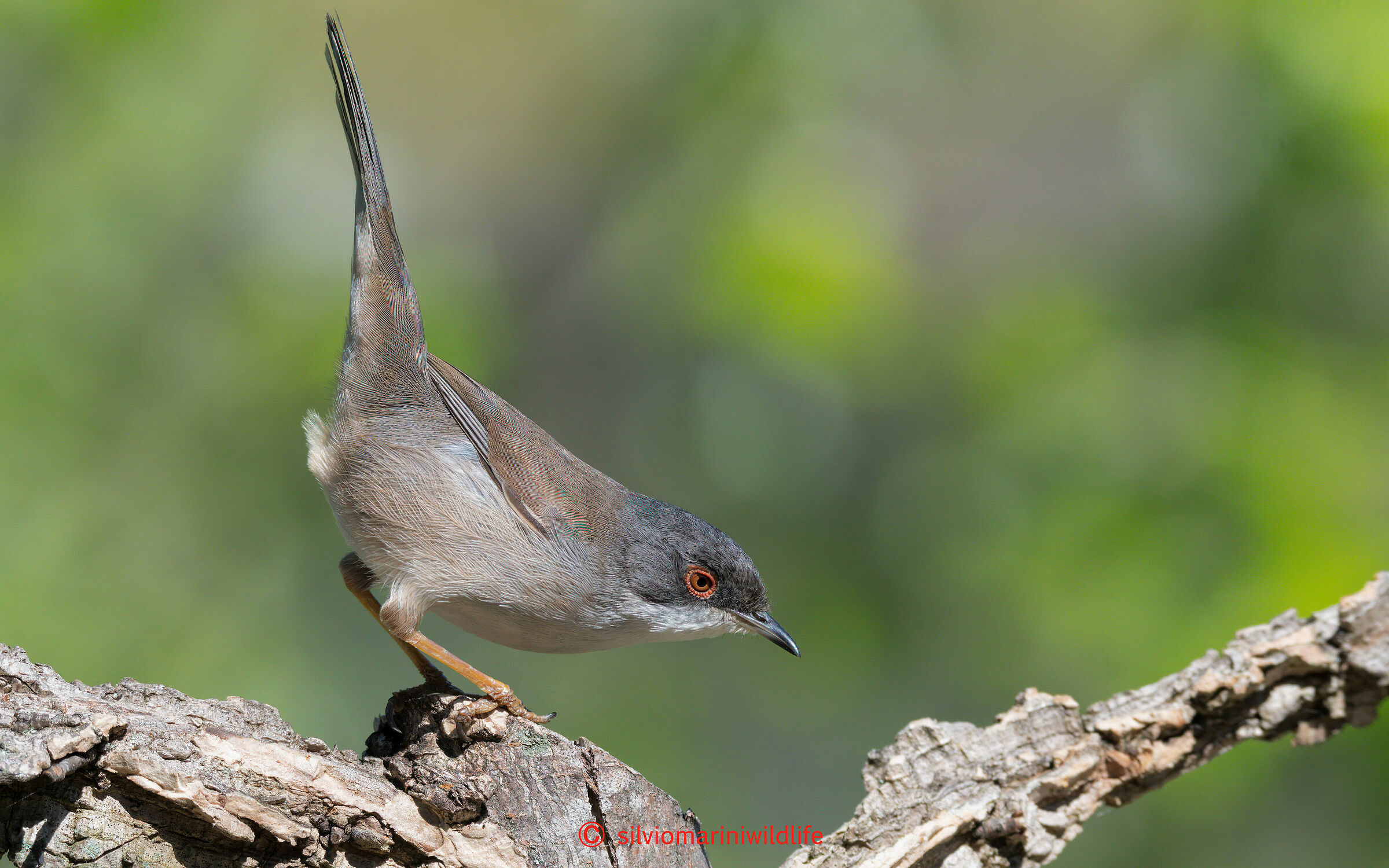 Occhiocotto ( Sylvia melanocephala)