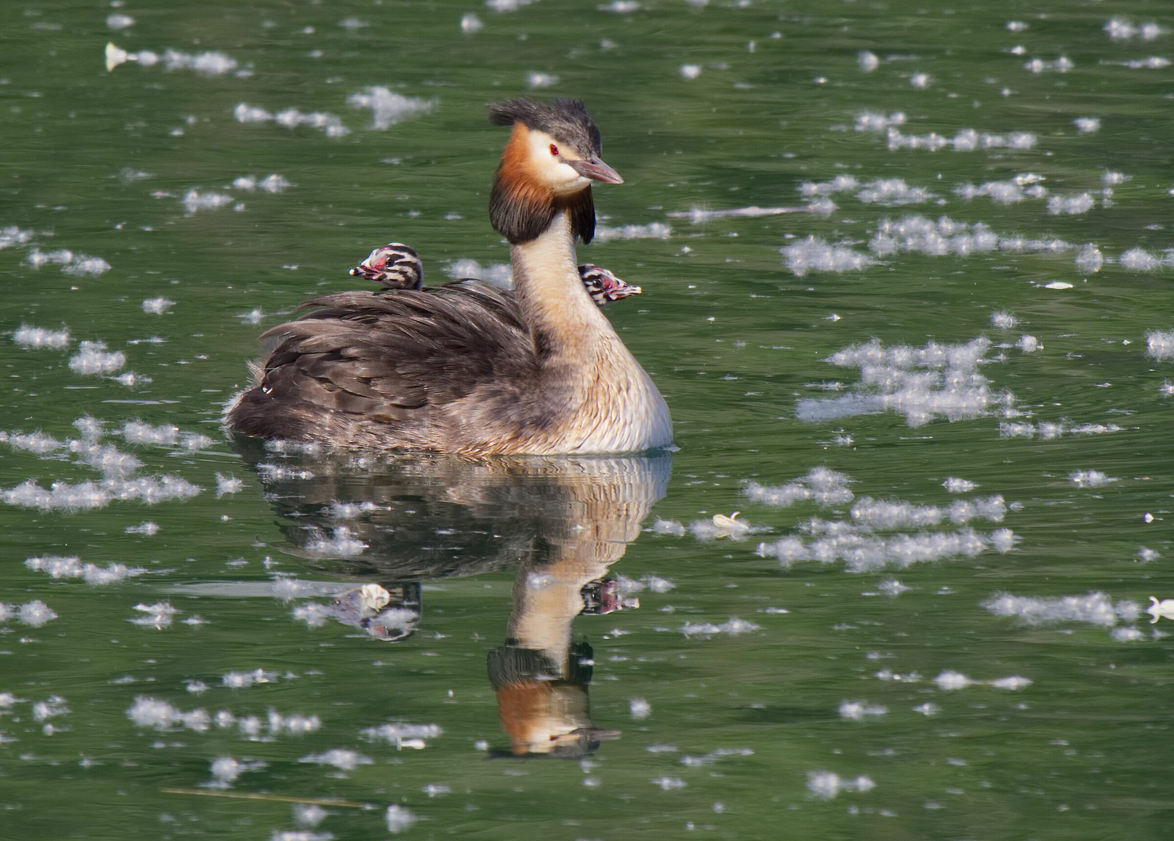 Walking with the little ones