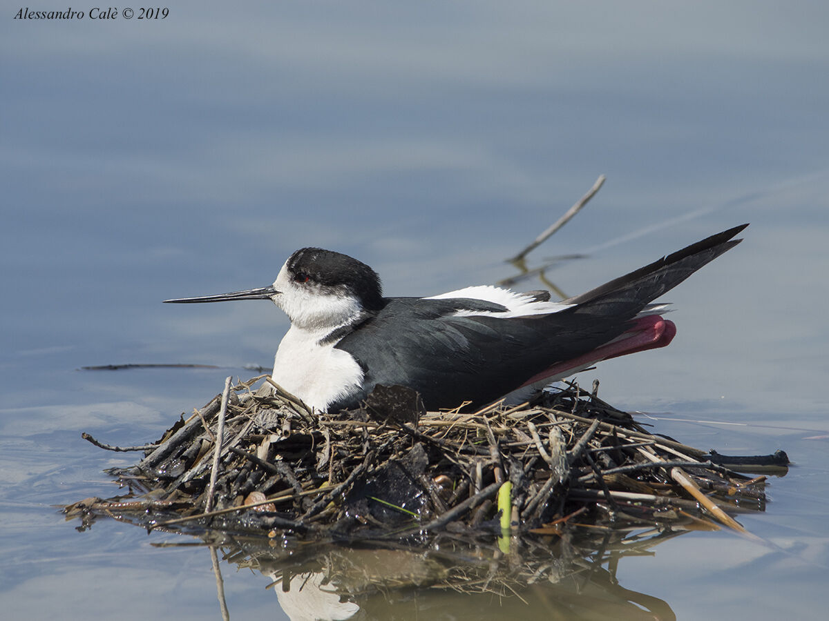 Himantopus himantopus (Cavaliere d'Italia) 0687