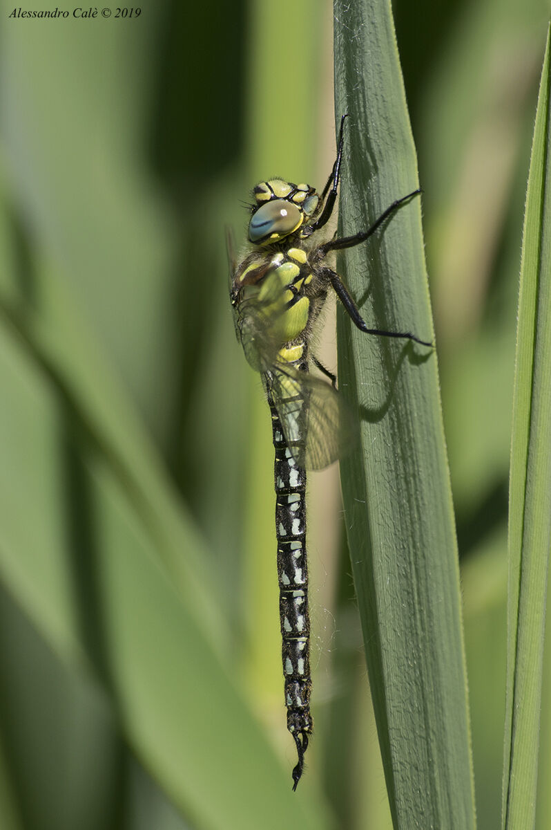 Libellula 0501