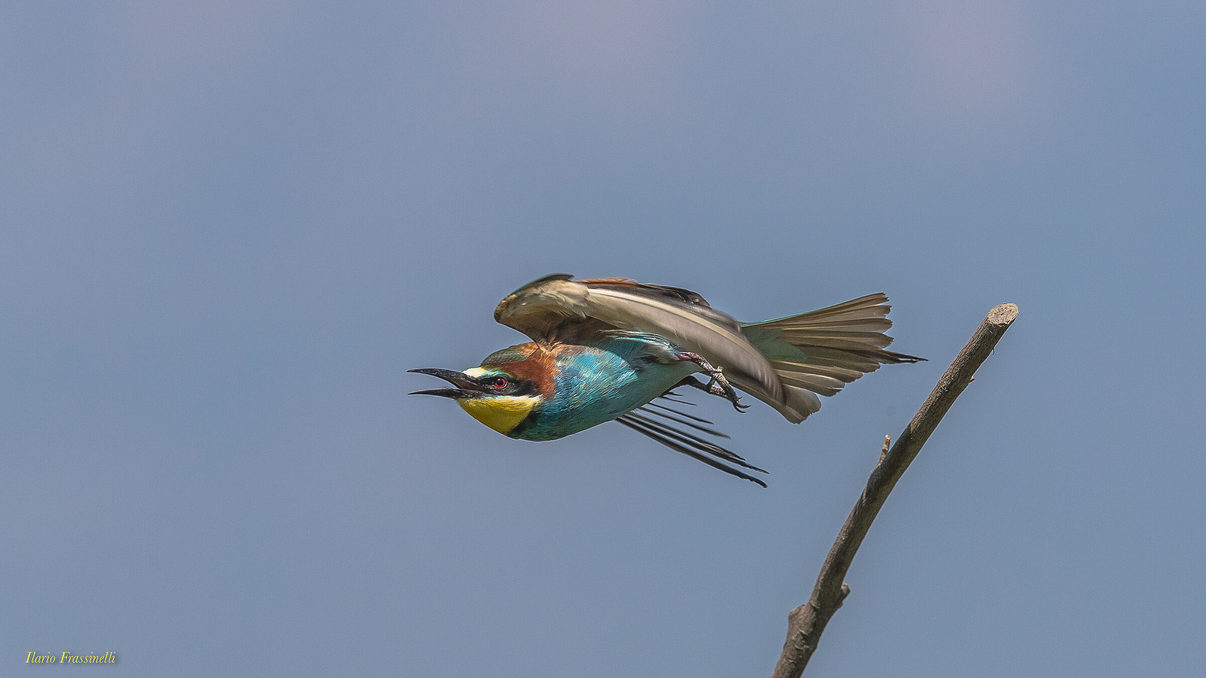 Bee-eater