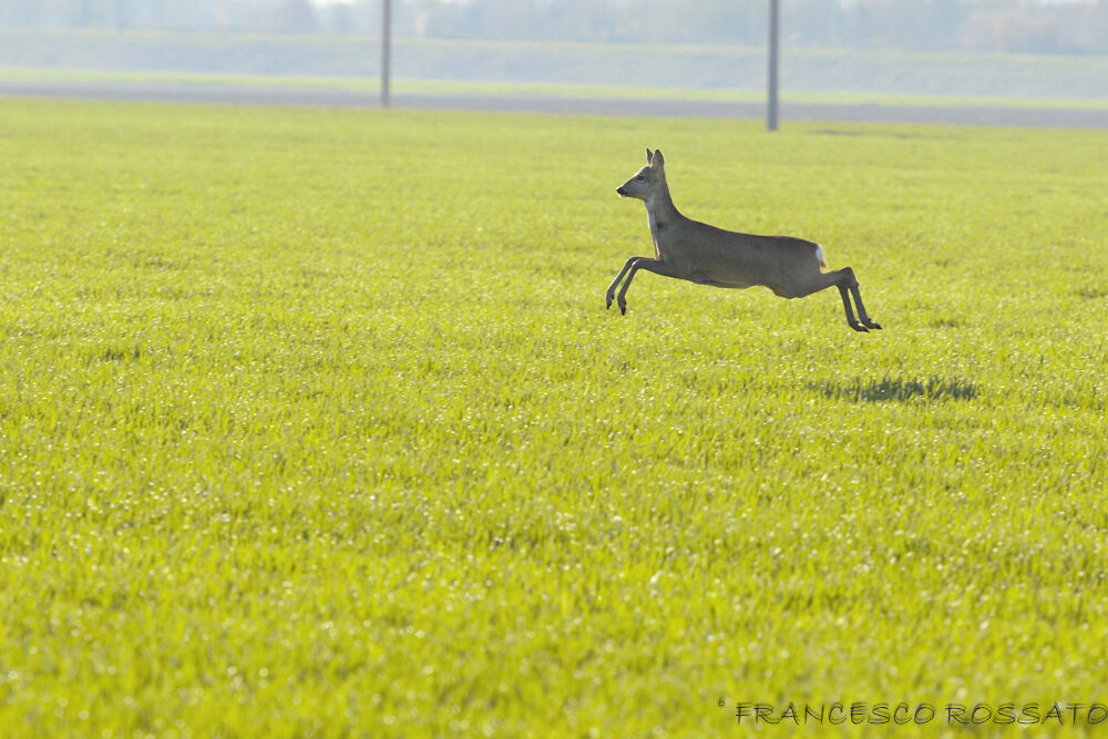 La leggerezza dell'essere