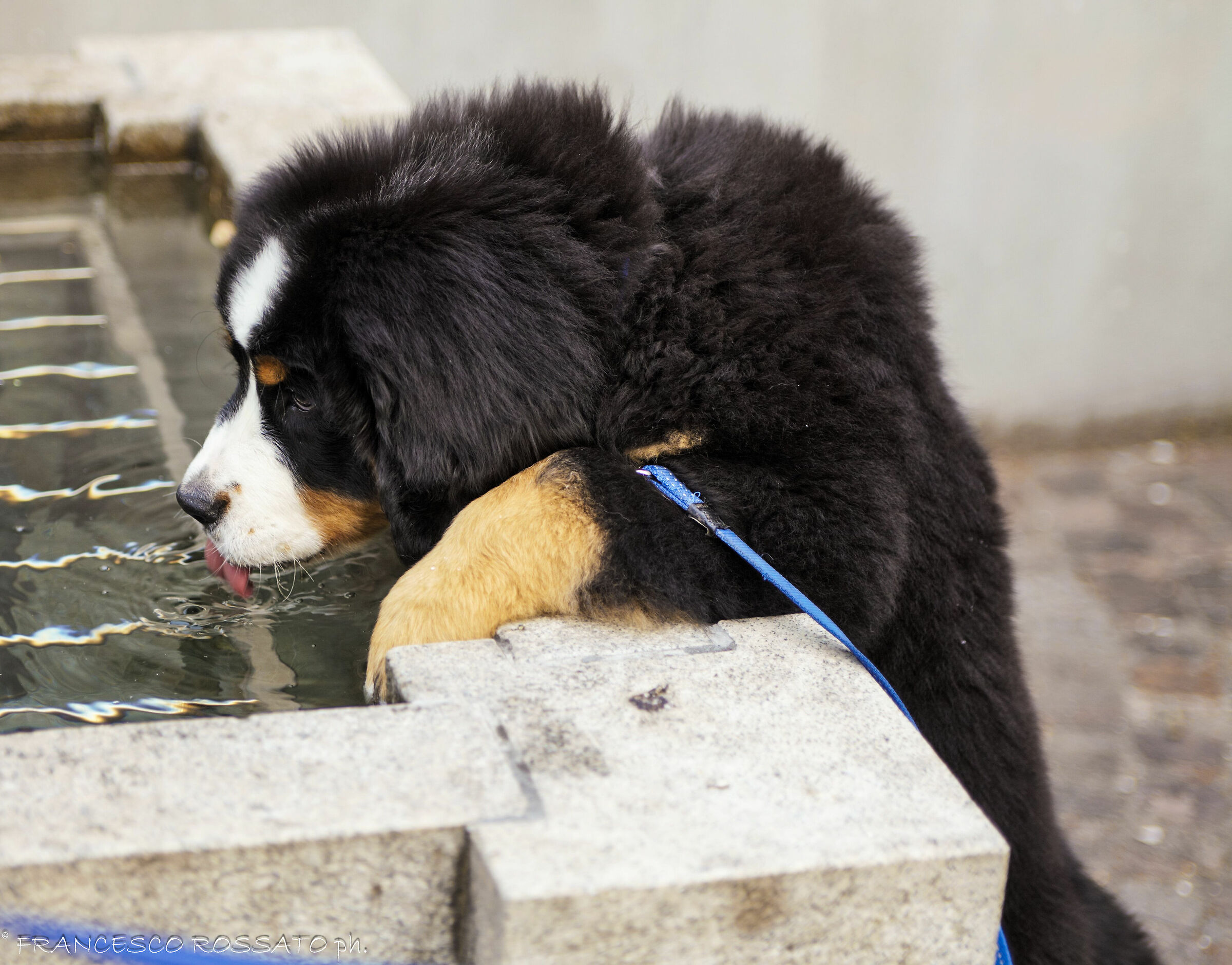 Cucciolo alla fontana