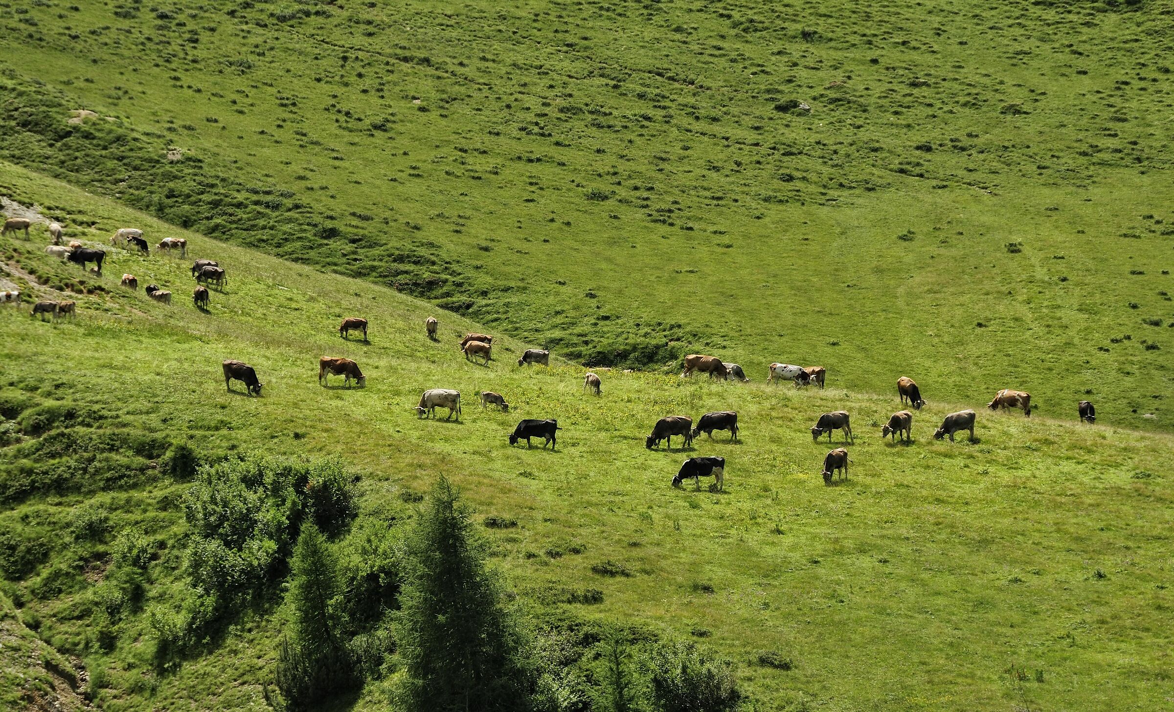 Grazing cows