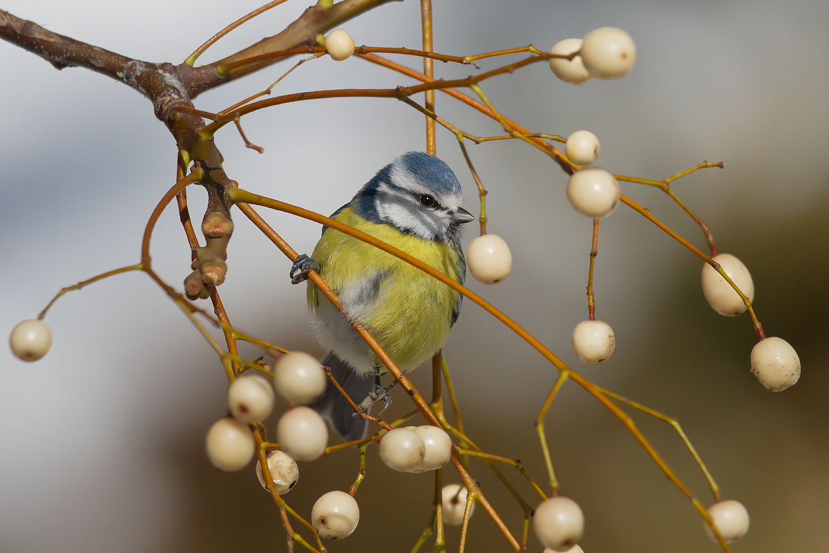 il mio albero di natale