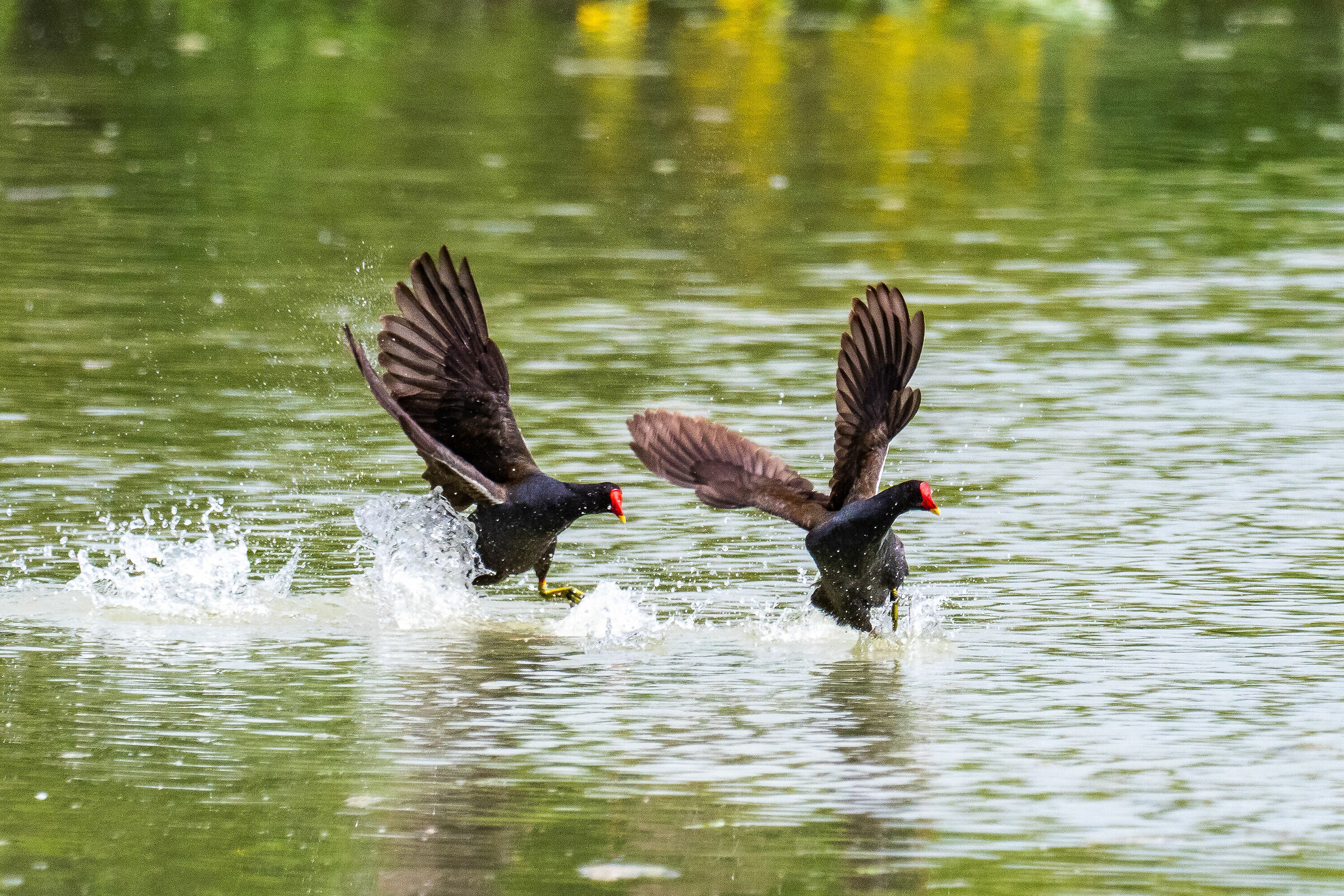 Balletto sull' acqua di due gallinelle !