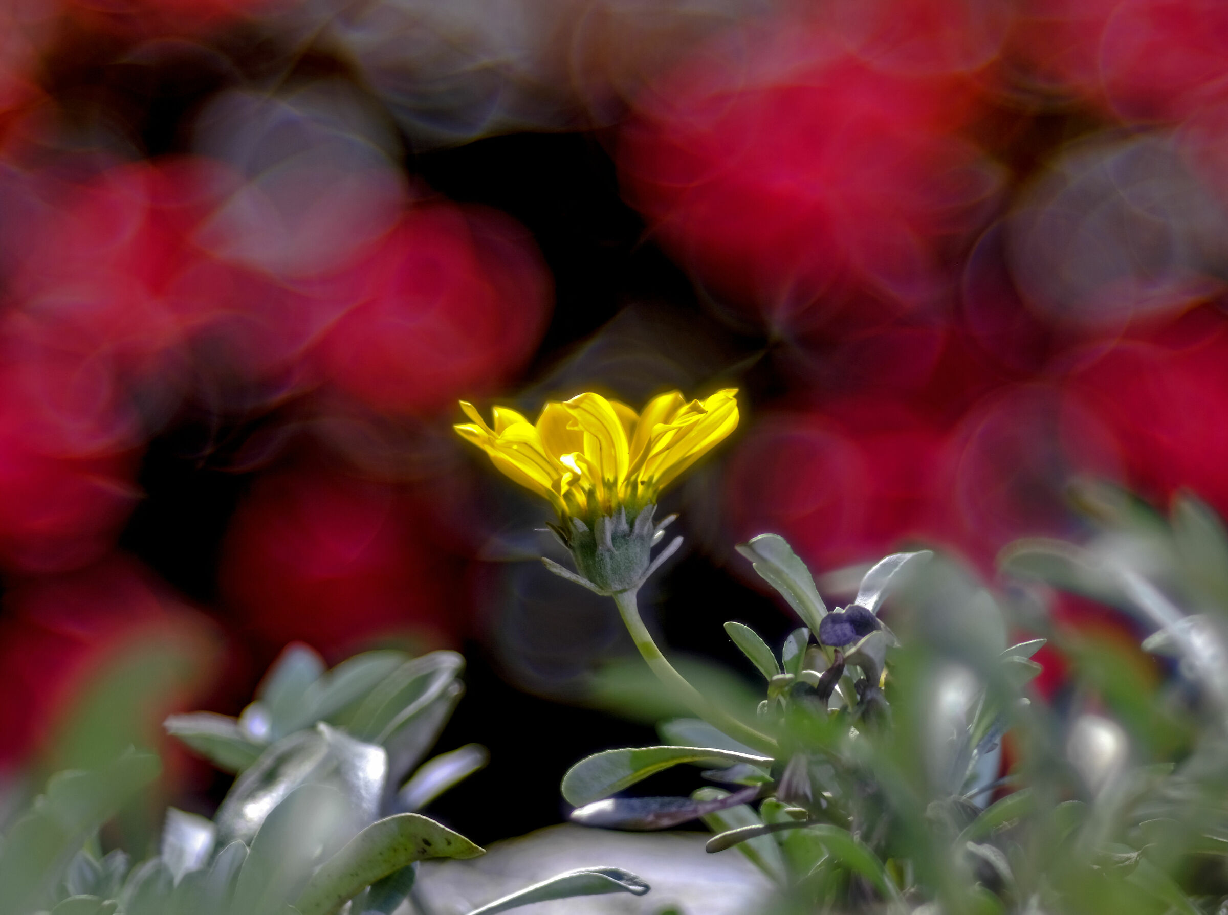 Magicamente Trioplan 5