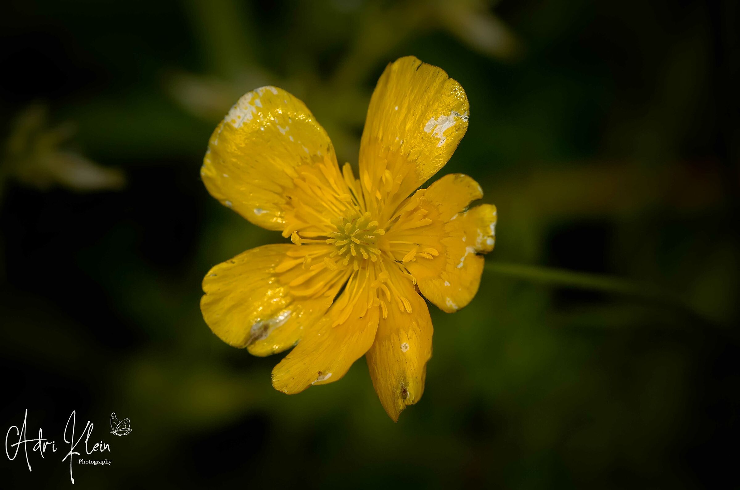 Buttercup