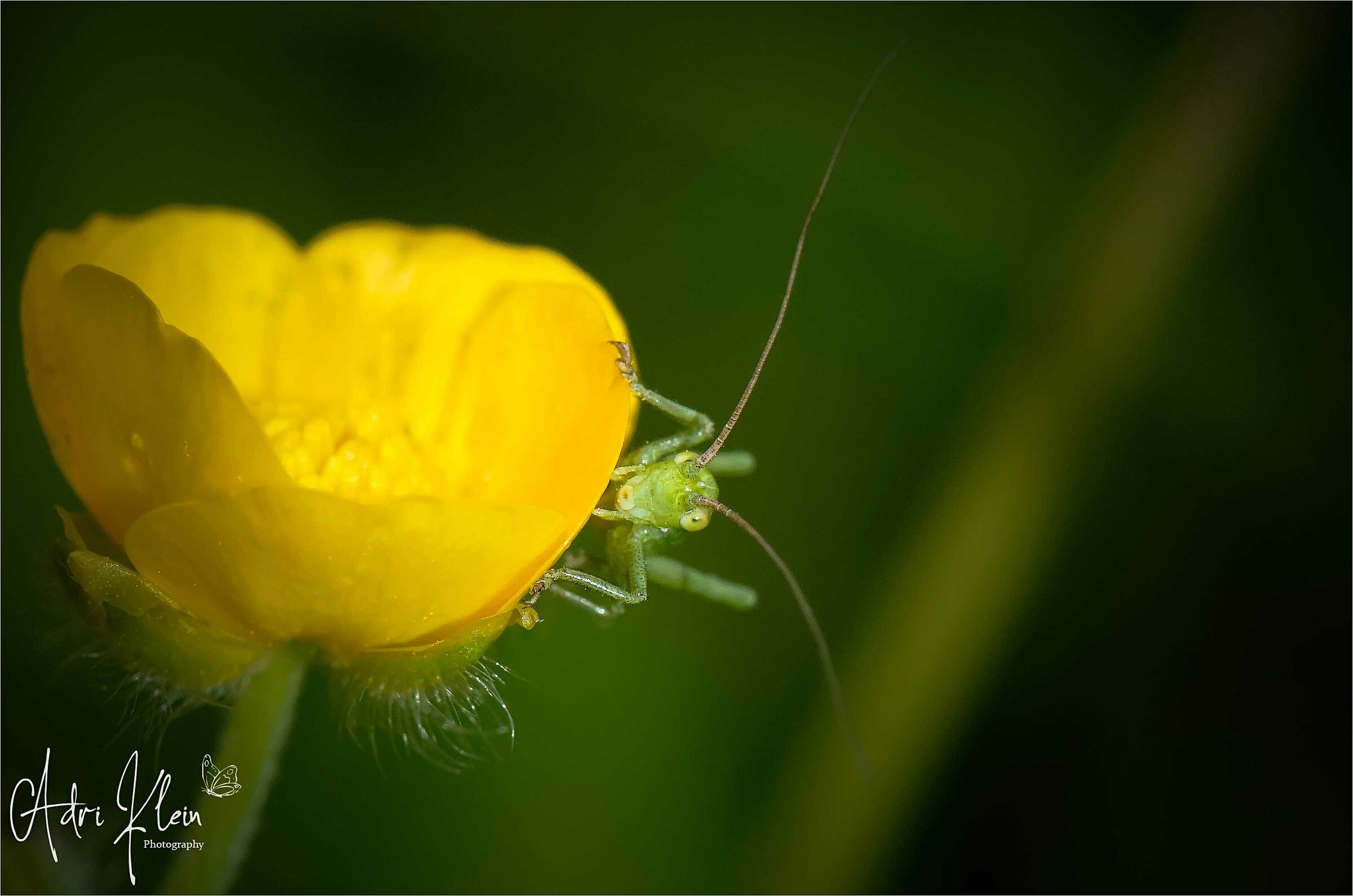 grasshopper nymph