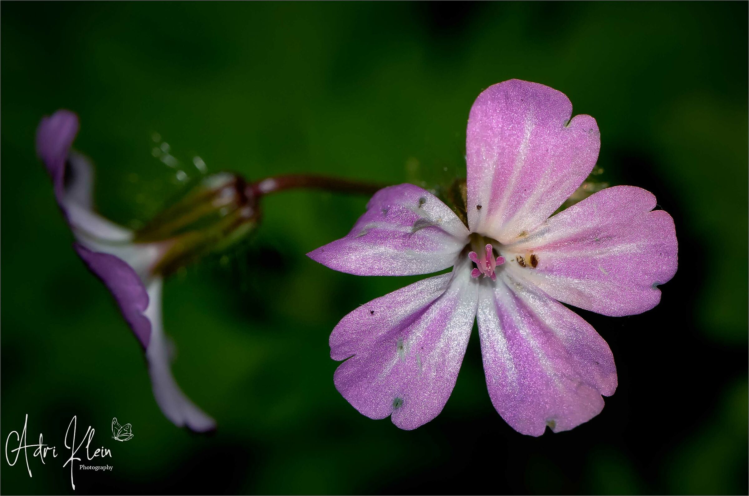 robert's herb