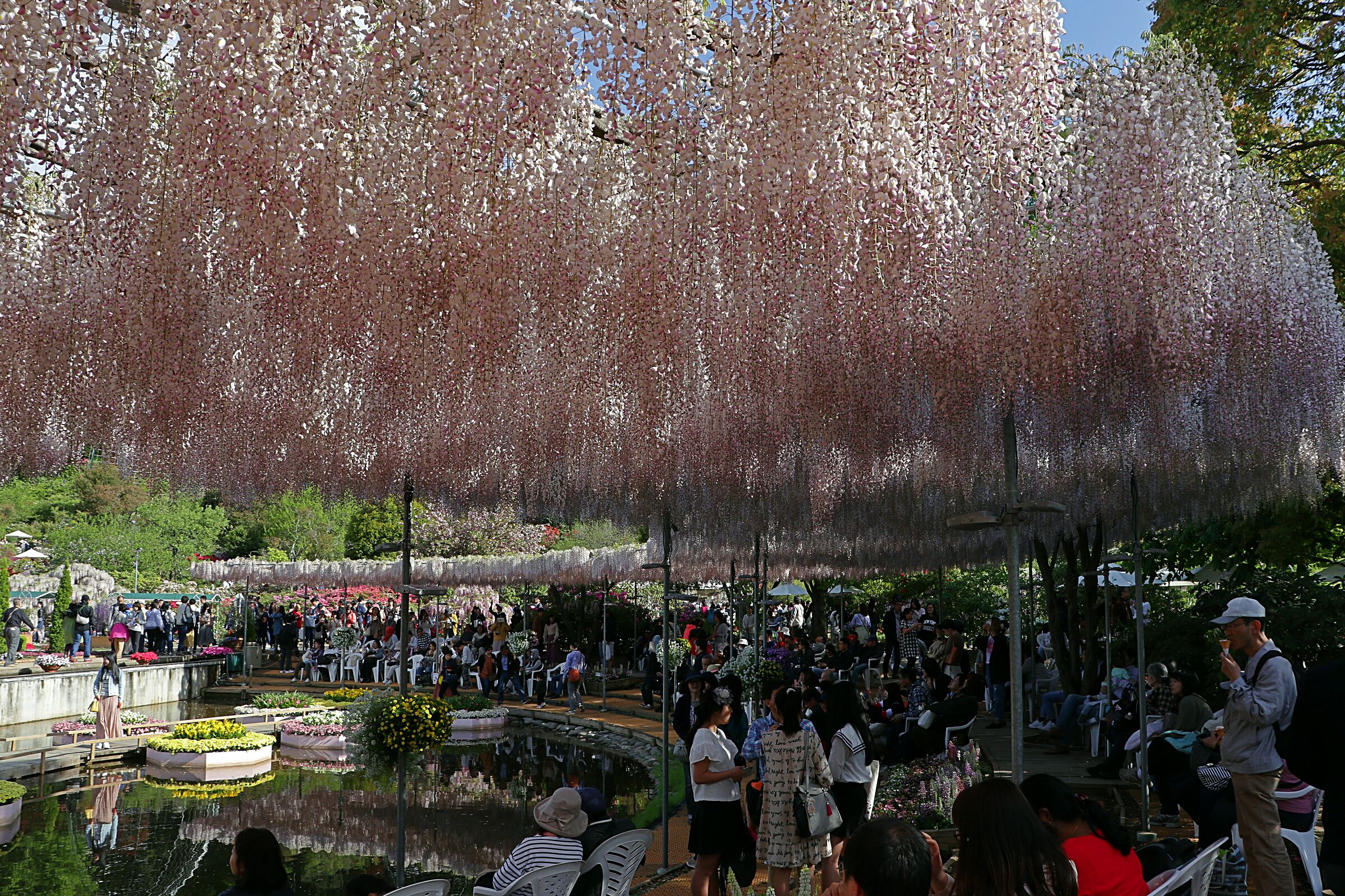 Wisteria flower