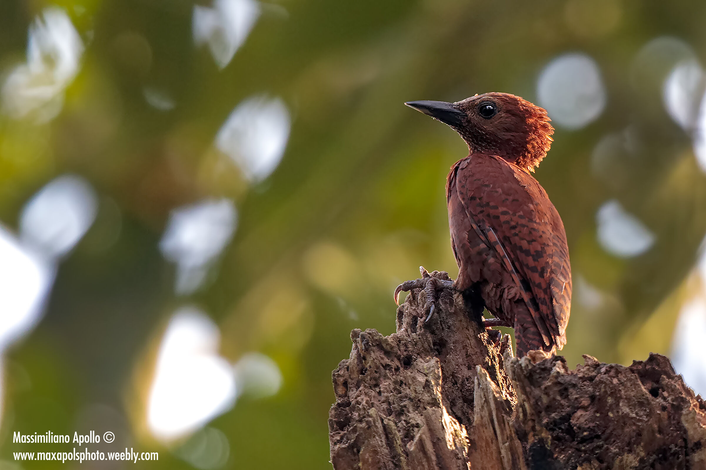 rufous woodpecker...